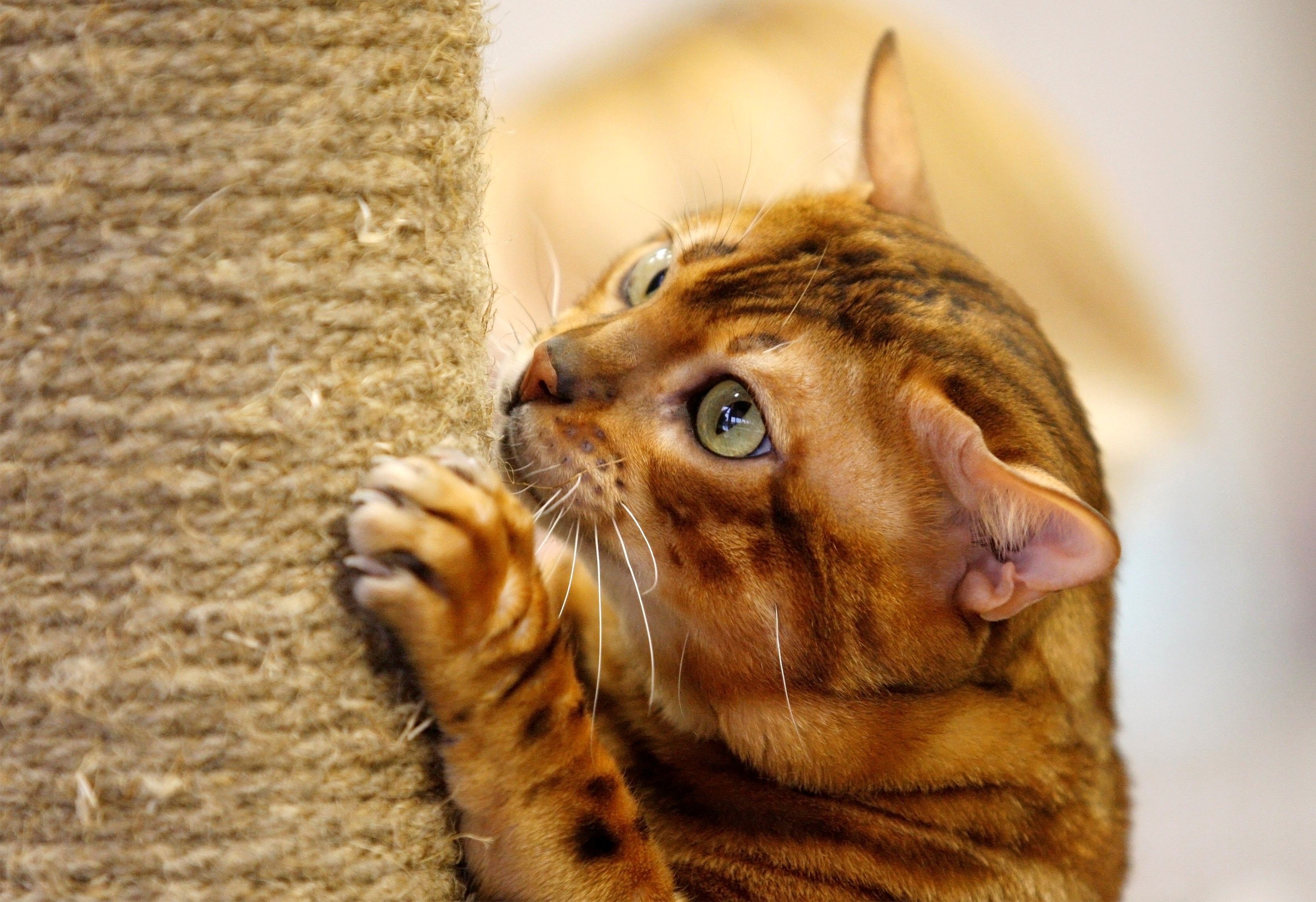 International Cat Show in Kiev
