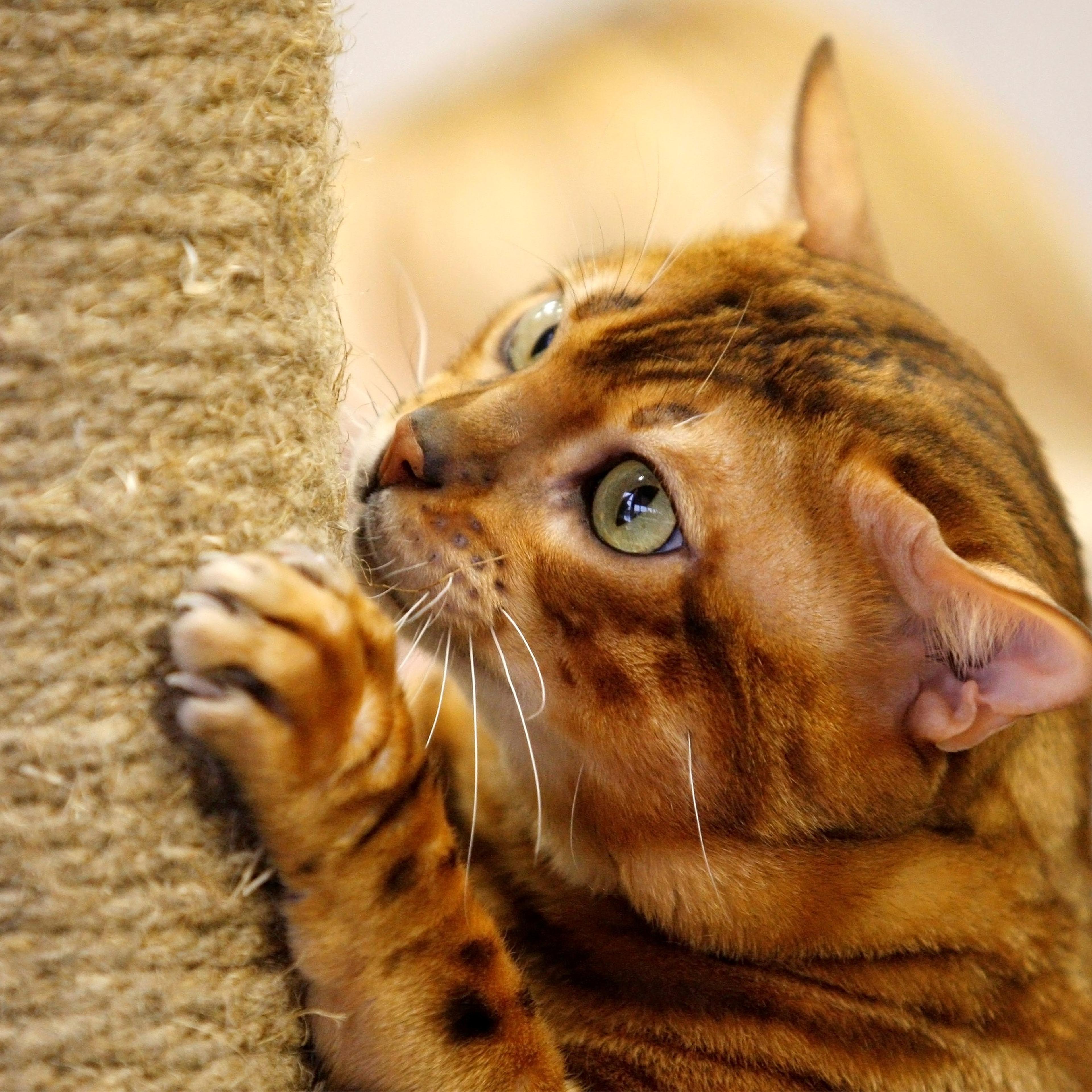 International Cat Show in Kiev