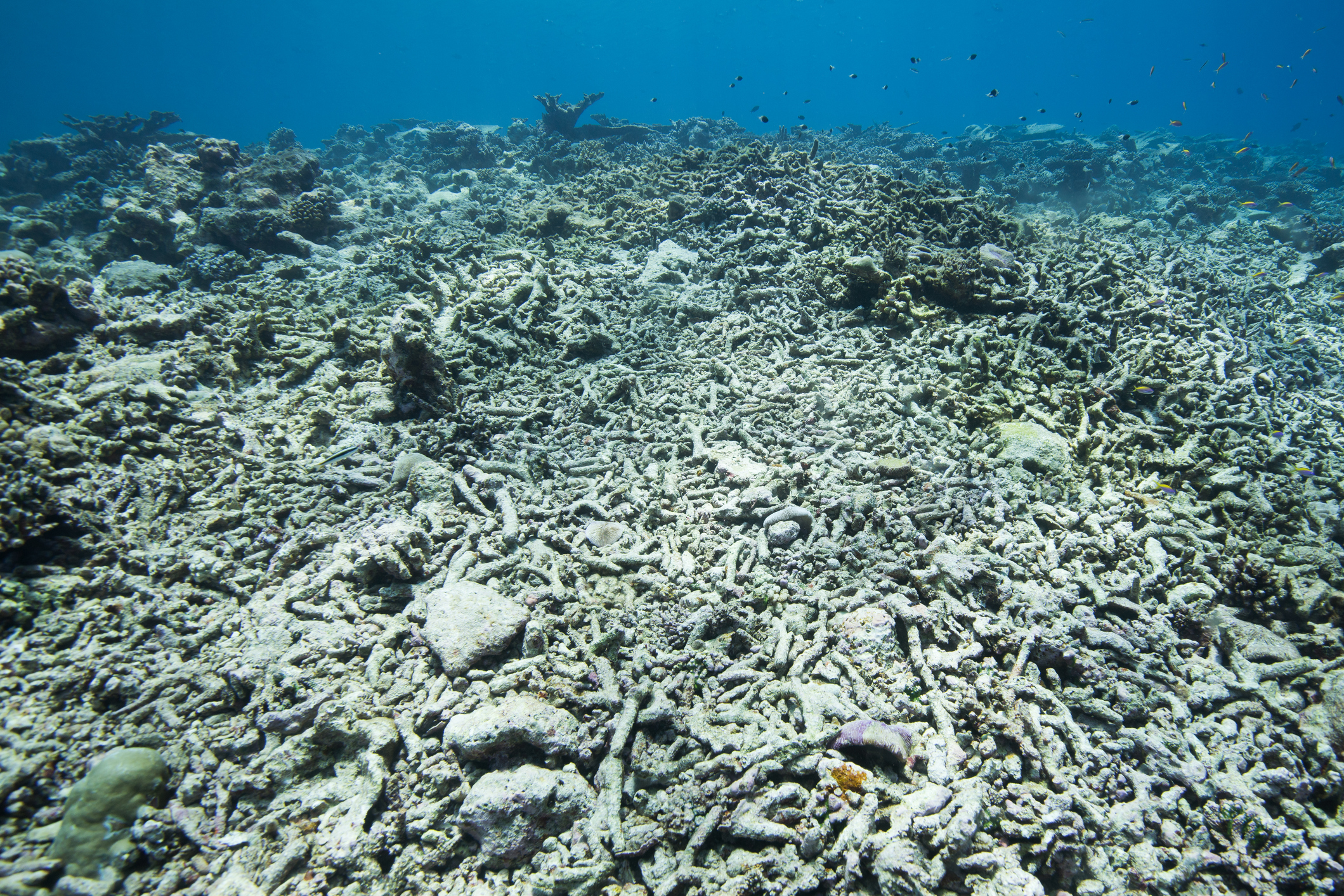 Dead coral reefs in shallow water caused by mass bleacing