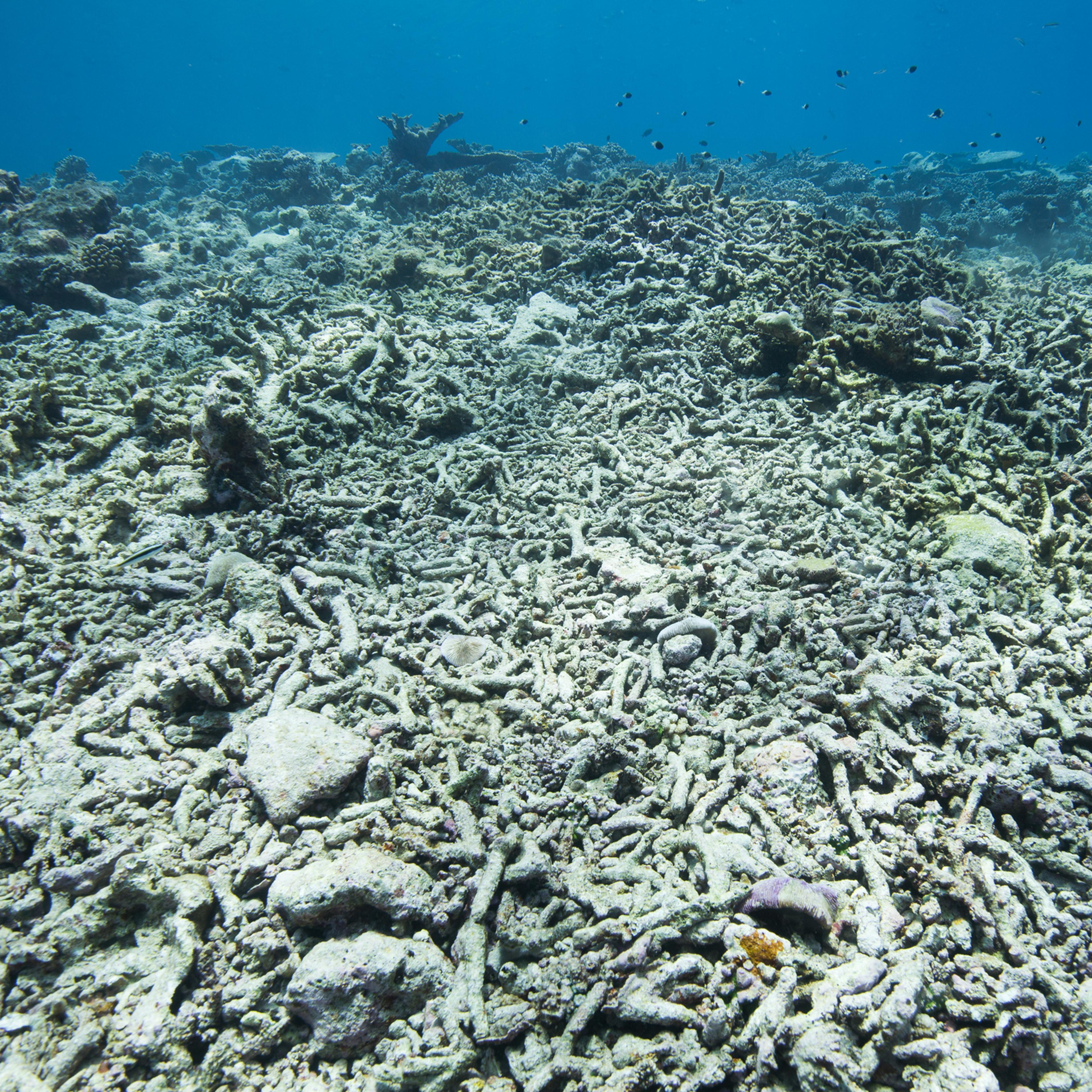 Dead coral reefs in shallow water caused by mass bleacing