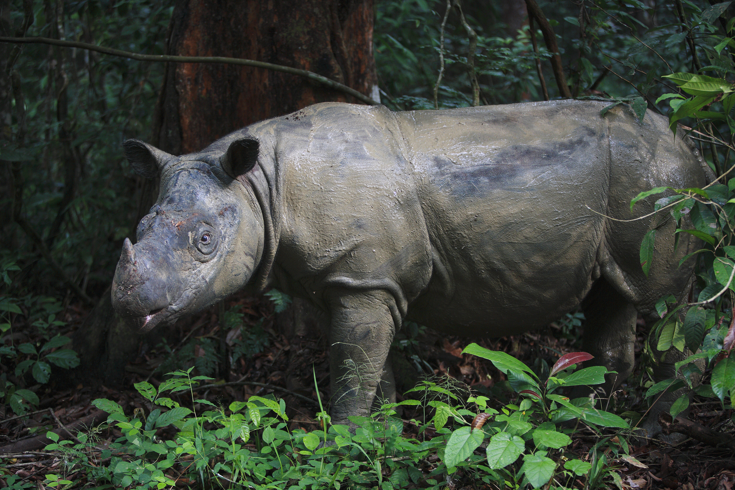 Sumatran Rhinoceros (Dicerorhinus sumatrensis) female, Sumatran Rhino Sanctuary, Way Kambas National Park, Sumatra, Indonesia