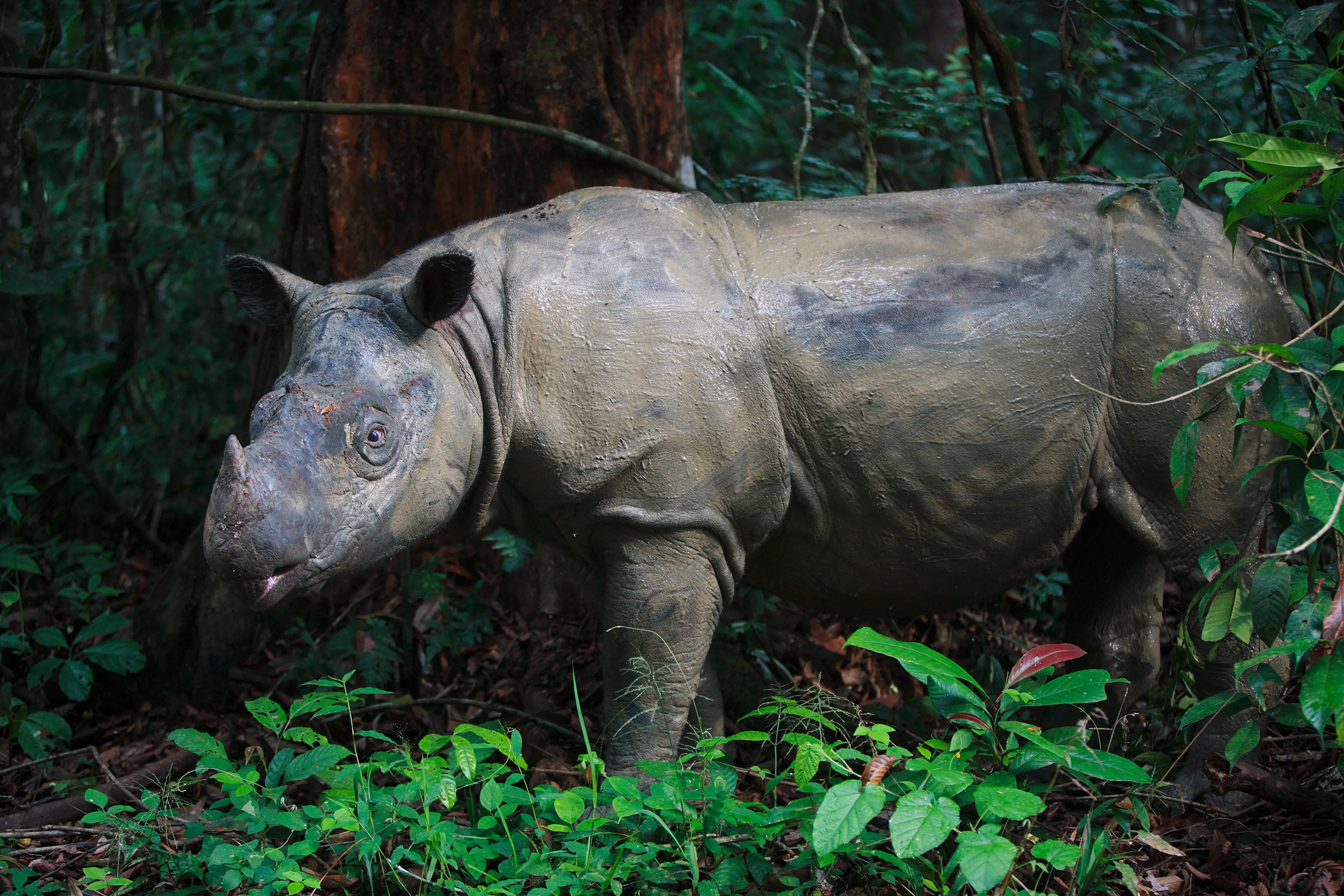 Sumatran Rhinoceros (Dicerorhinus sumatrensis) female, Sumatran Rhino Sanctuary, Way Kambas National Park, Sumatra, Indonesia