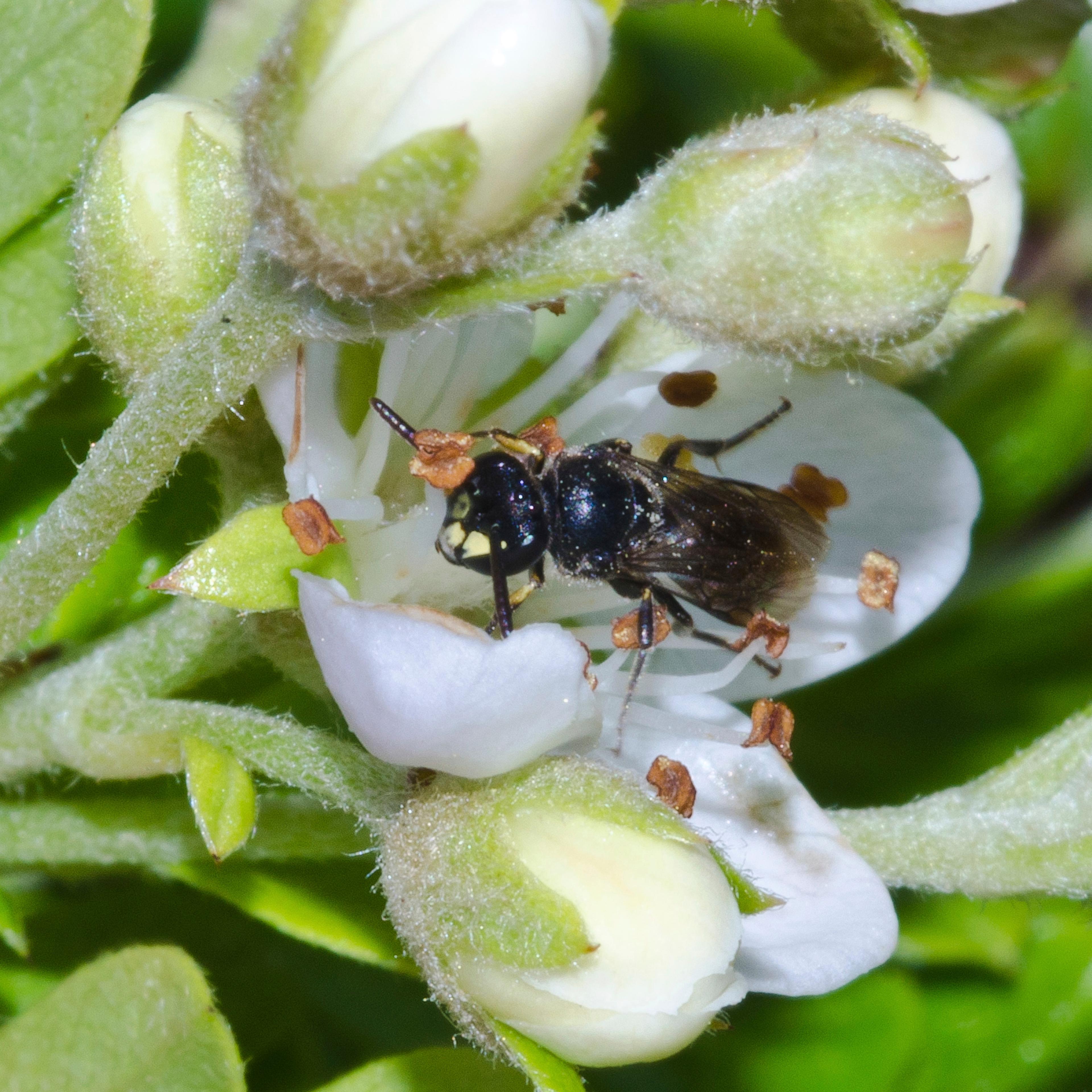 Hawaii Endangered Bees