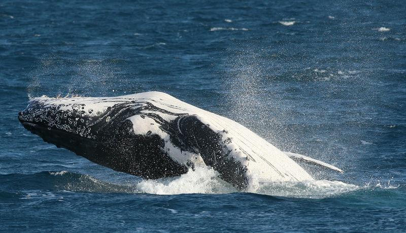 A humpback whale breaches the surface by propelling most of its body from the sea in Hervey  Bay