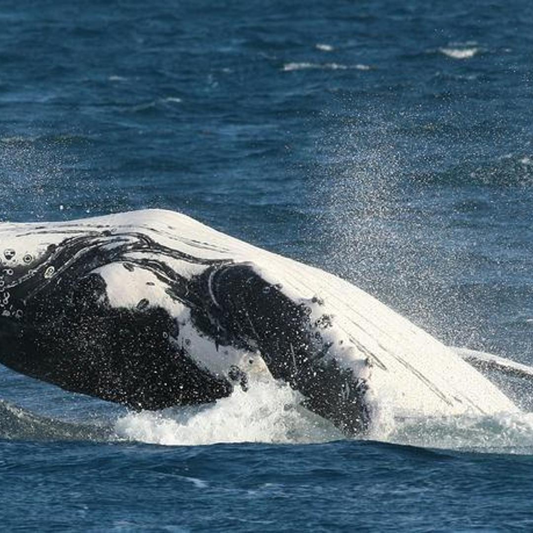 A humpback whale breaches the surface by propelling most of its body from the sea in Hervey Bay