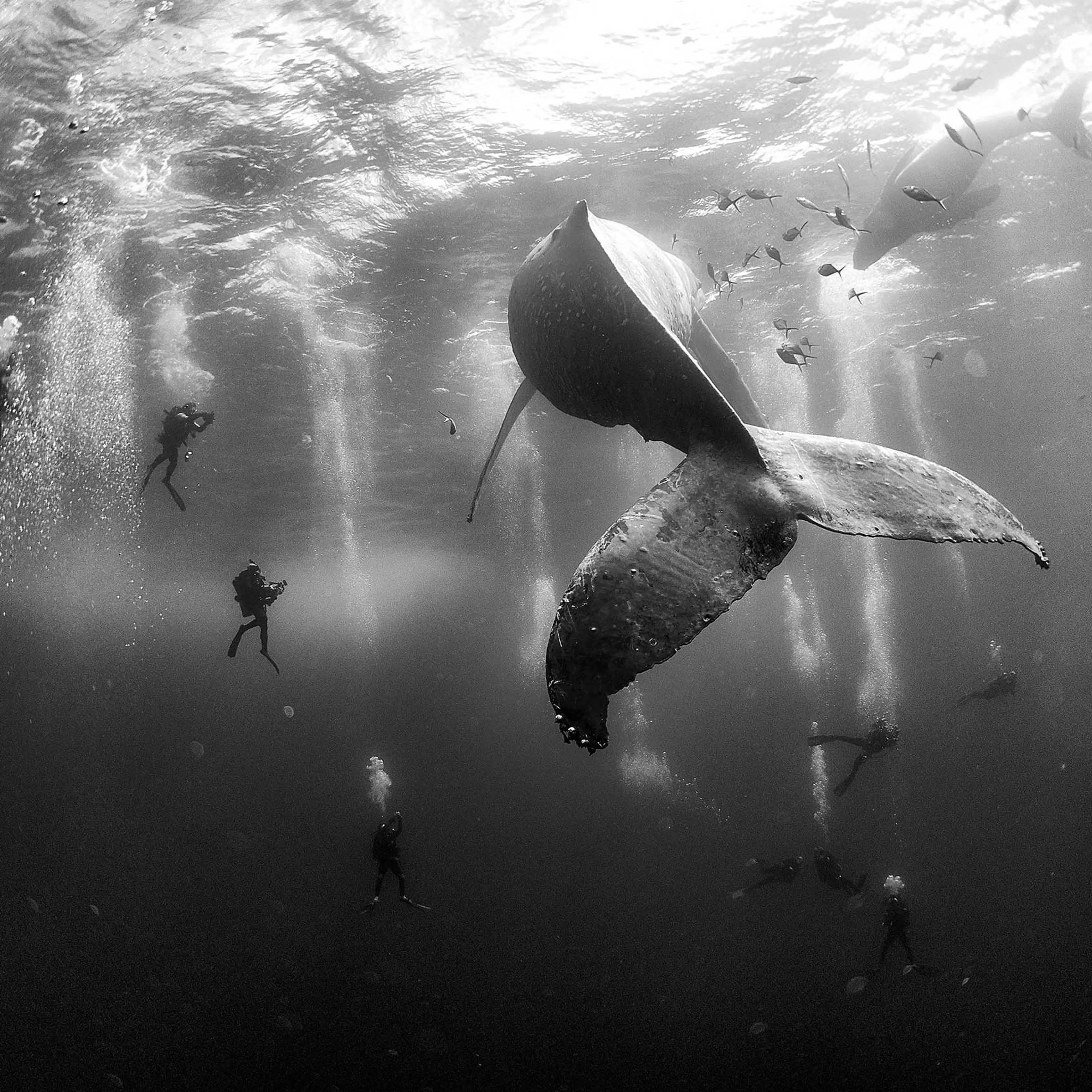 Nature, 2nd prize singles. Divers observe and surround a humpback whale and her newborn calf whilst they swim around Roca Partida in the Revillagigedo Islands, Mexico, Jan. 28, 2015.