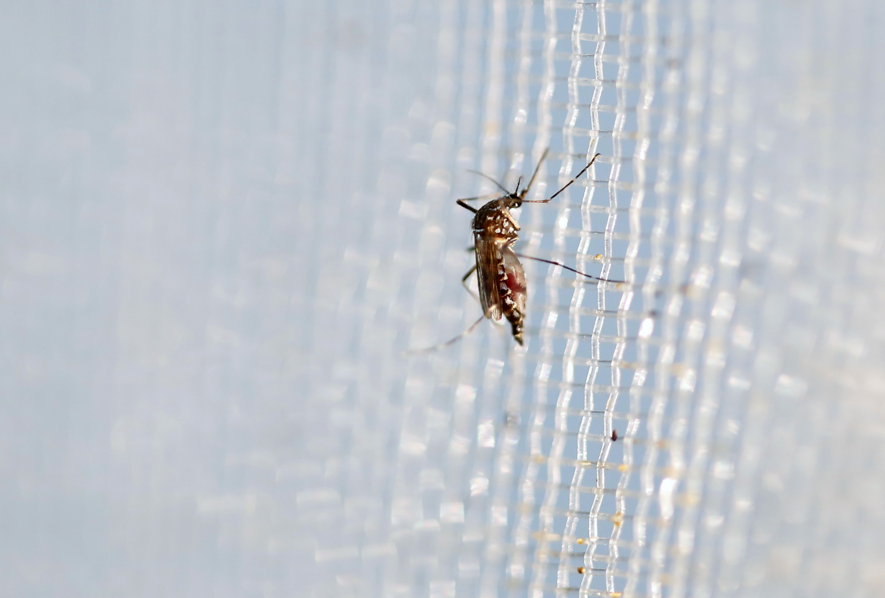 An aedes aegypti mosquitoes is seen in The Gorgas Memorial institute for Health Studies laboratory as they conduct a research on preventing the spread of the Zika virus and other mosquito-borne diseases in Panama City