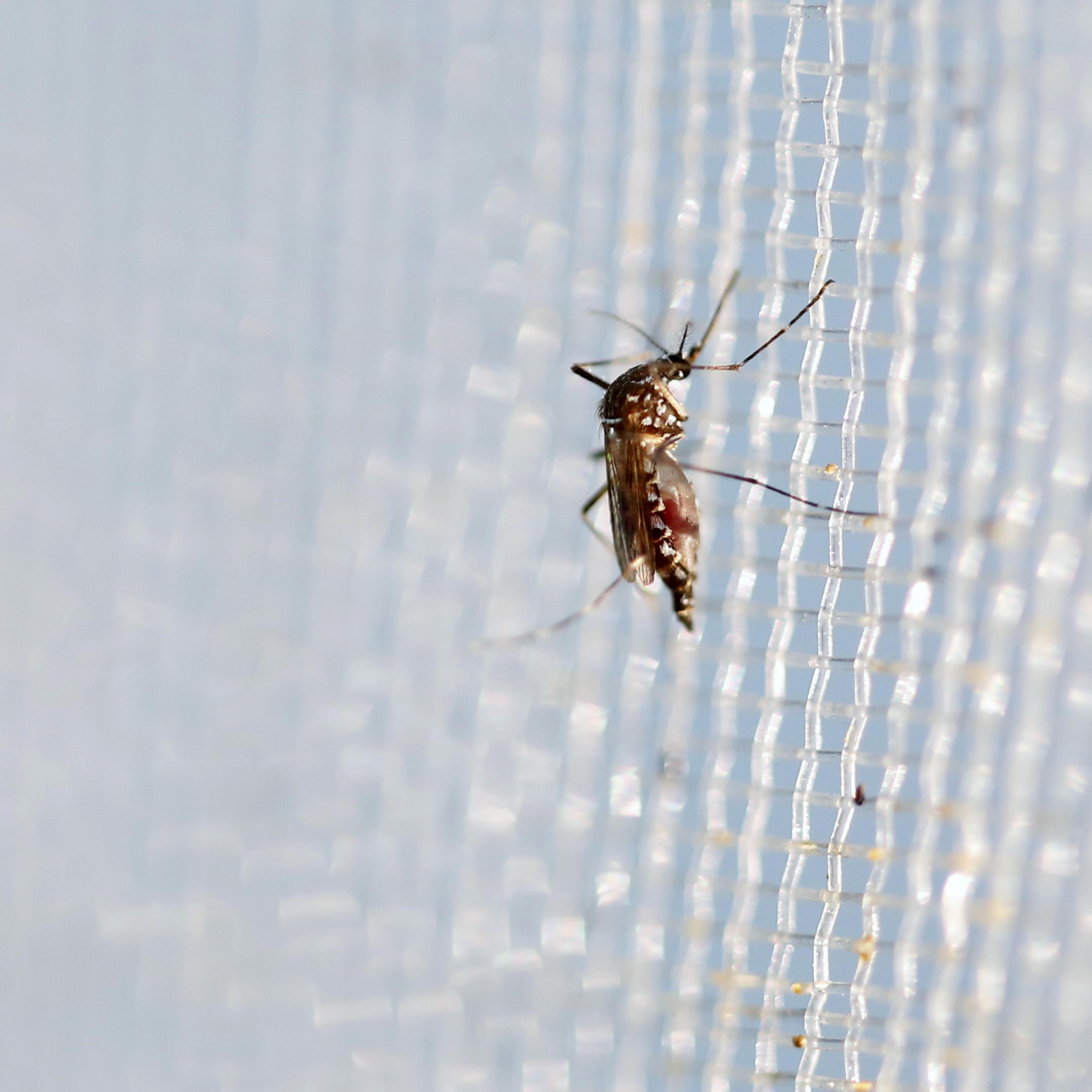 An aedes aegypti mosquitoes is seen in The Gorgas Memorial institute for Health Studies laboratory as they conduct a research on preventing the spread of the Zika virus and other mosquito-borne diseases in Panama City