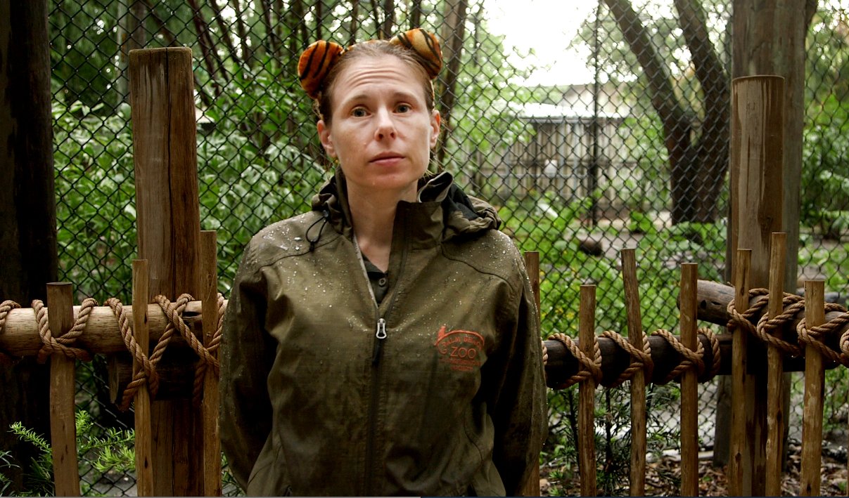 Tiger Kills Zookeeper In Florida Zoo