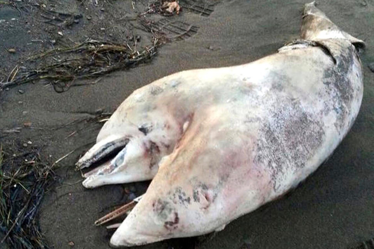 This photo of a conjoined dolphin was taken by gym teacher Tugrul Metin, while he was vacationing during the first few days of August 2014, in the Aegean Sea coastal town of Dikili, Turkey 