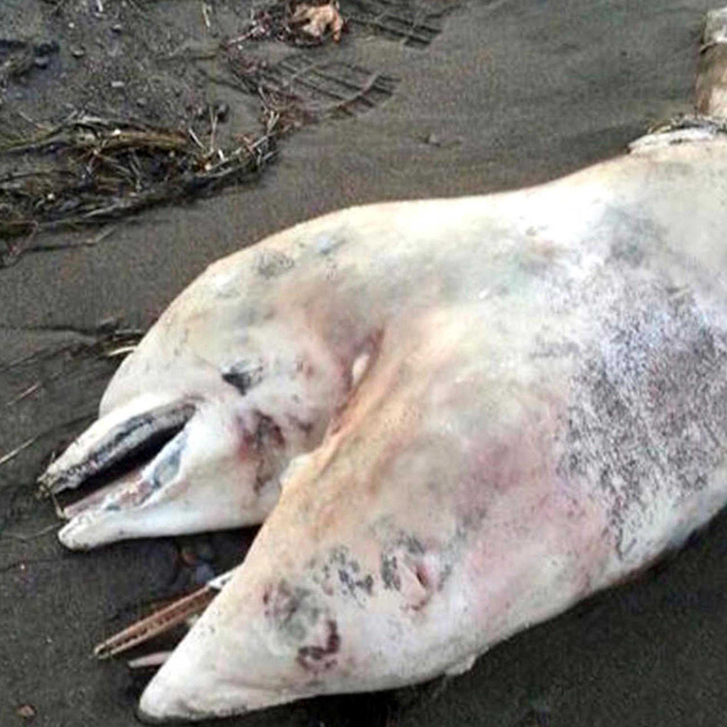 This photo of a conjoined dolphin was taken by gym teacher Tugrul Metin, while he was vacationing during the first few days of August 2014, in the Aegean Sea coastal town of Dikili, Turkey