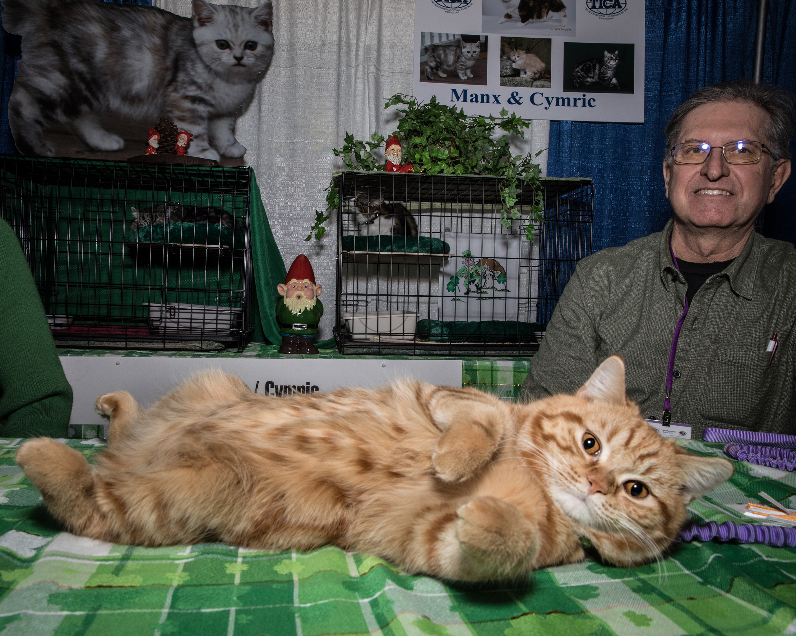 A Manx rolls over for the camera at the American Kennel Club’s Meet the Breeds event in New York City. For the first time, cats shared space with dogs at Piers 92 and 94 on Feb. 11, 2017. 