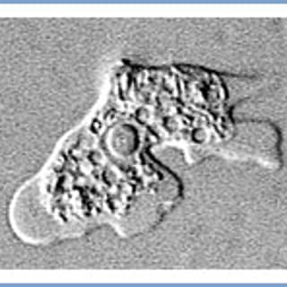 Naegleria fowlerii