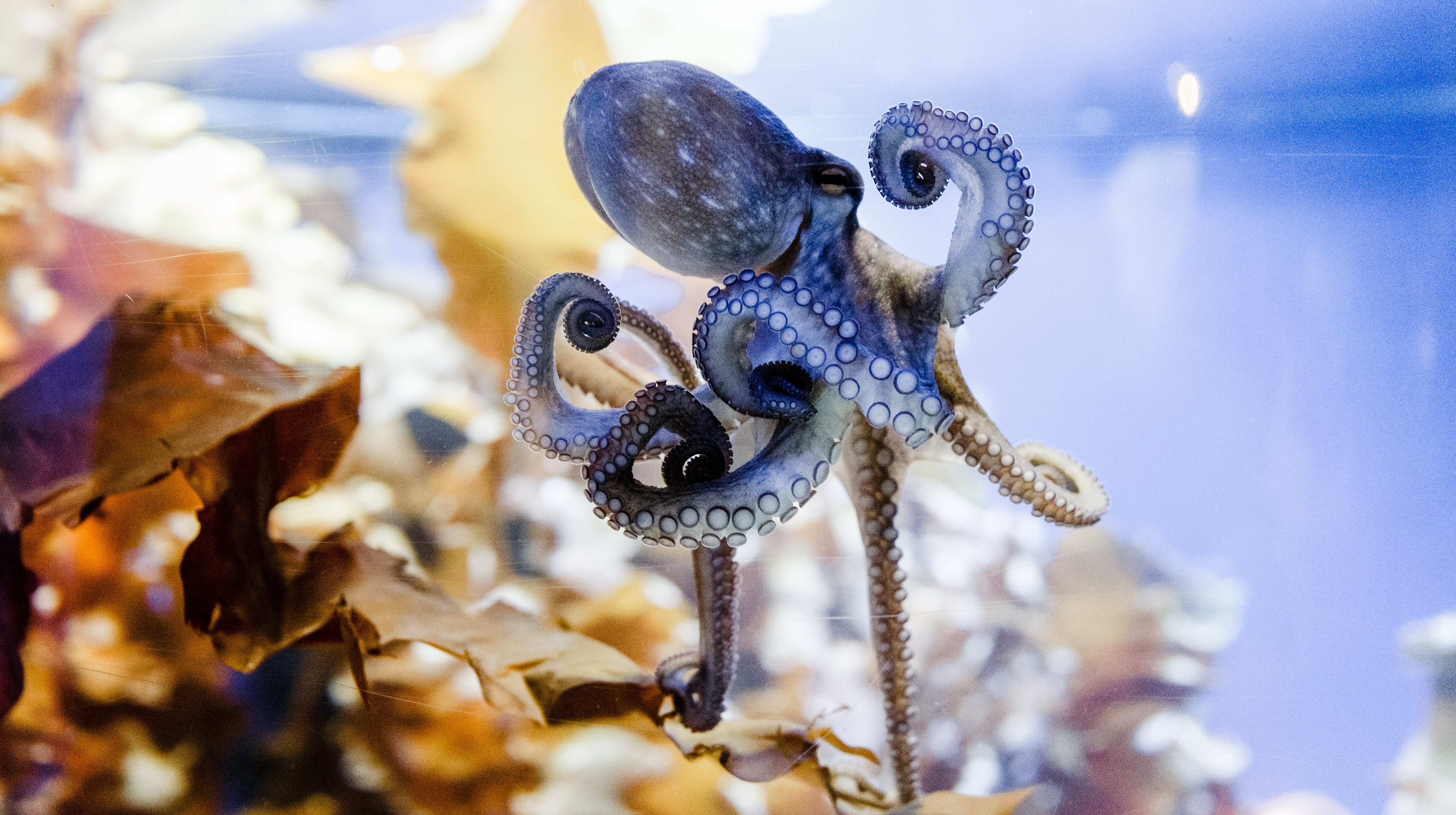 Octopus Cave theme park