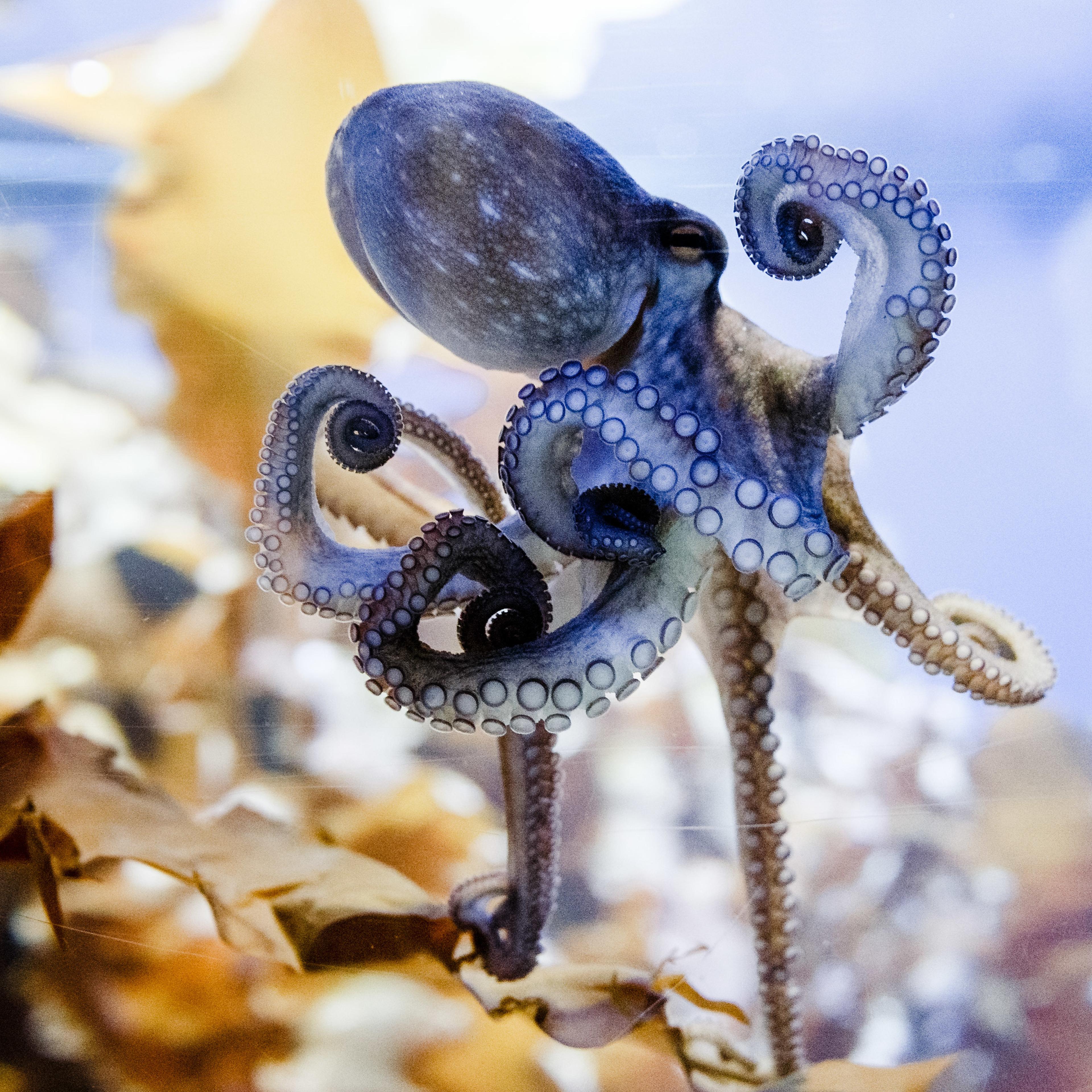 Octopus Cave theme park