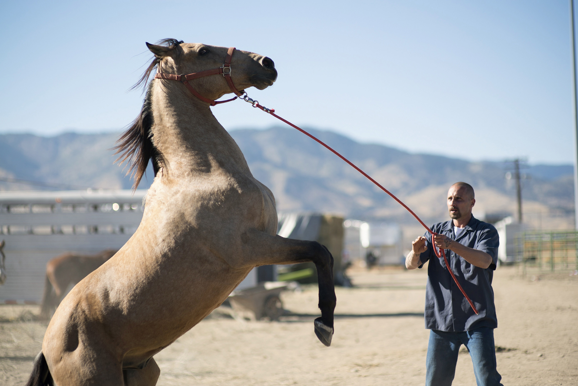 Easy does it for Schoenaerts and friend