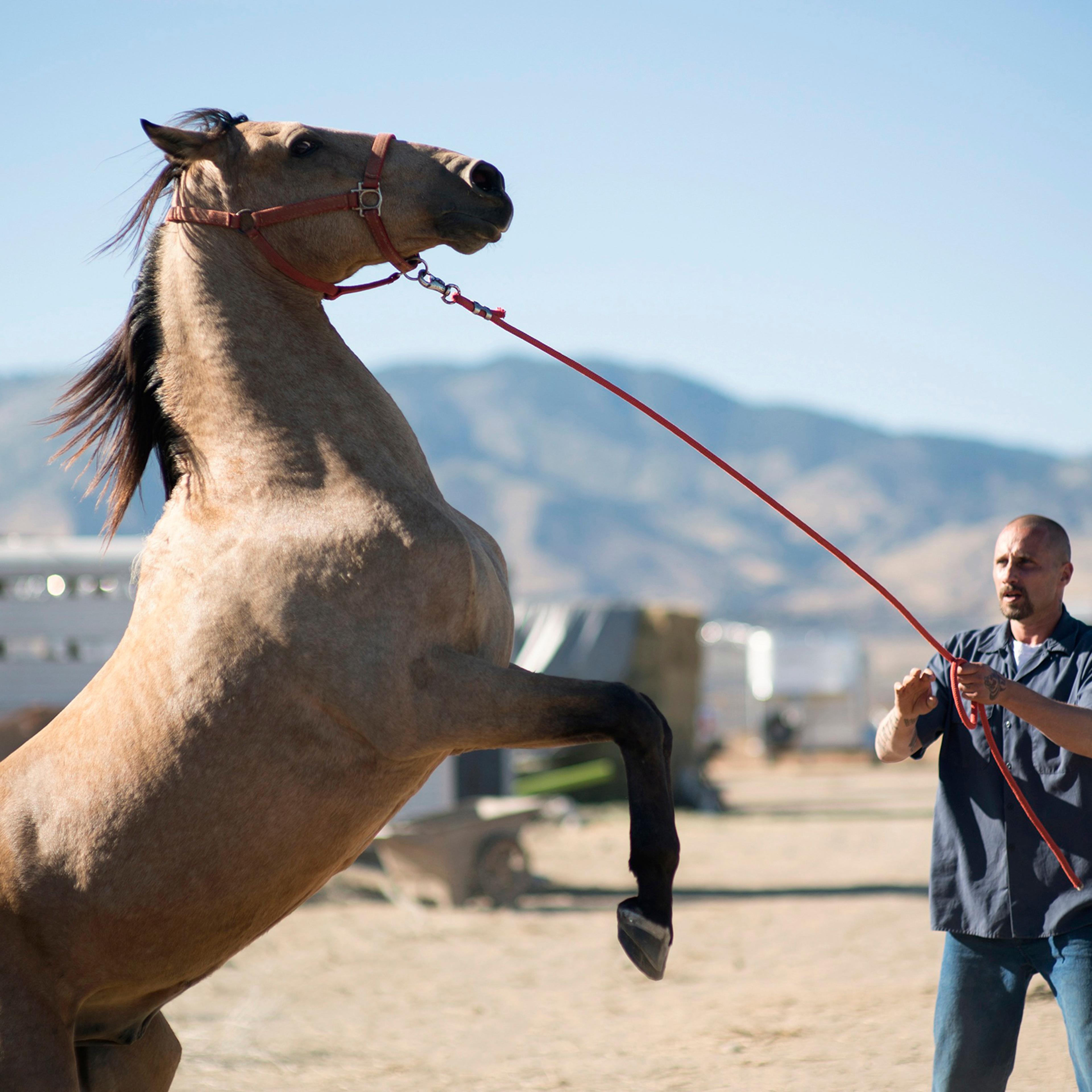 Easy does it for Schoenaerts and friend