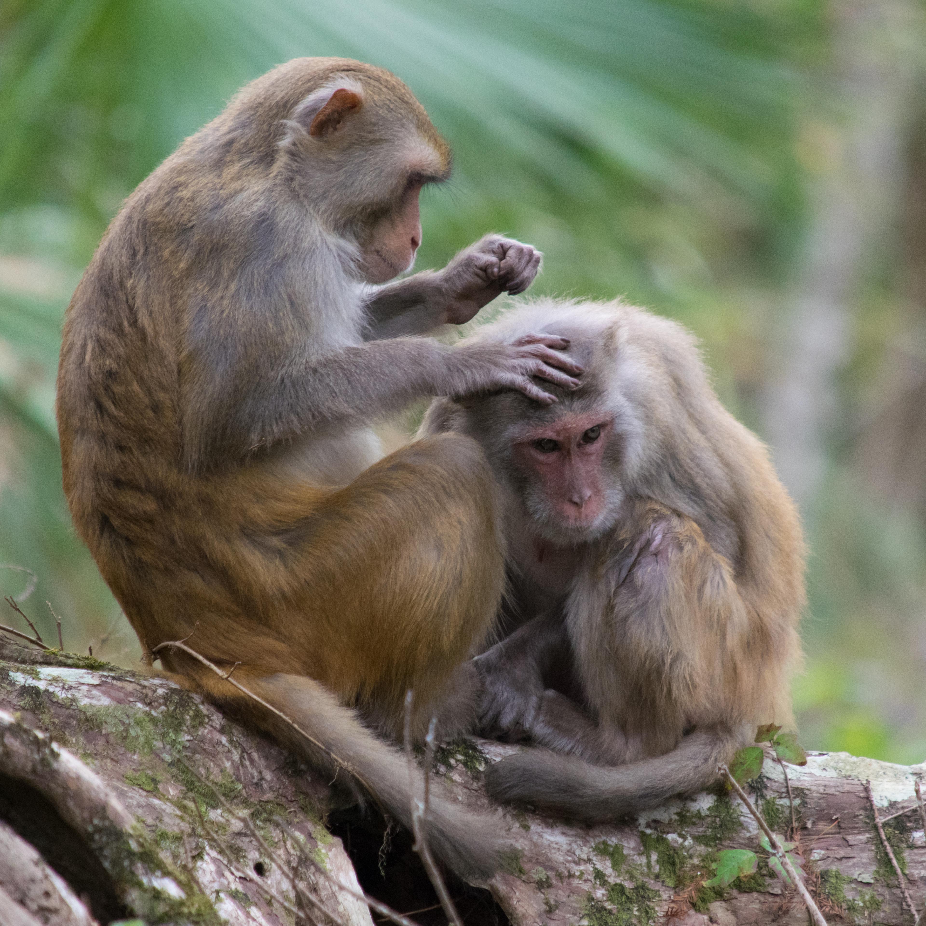 Rhesus Macaque Monkeys in Silver Springs, Florida