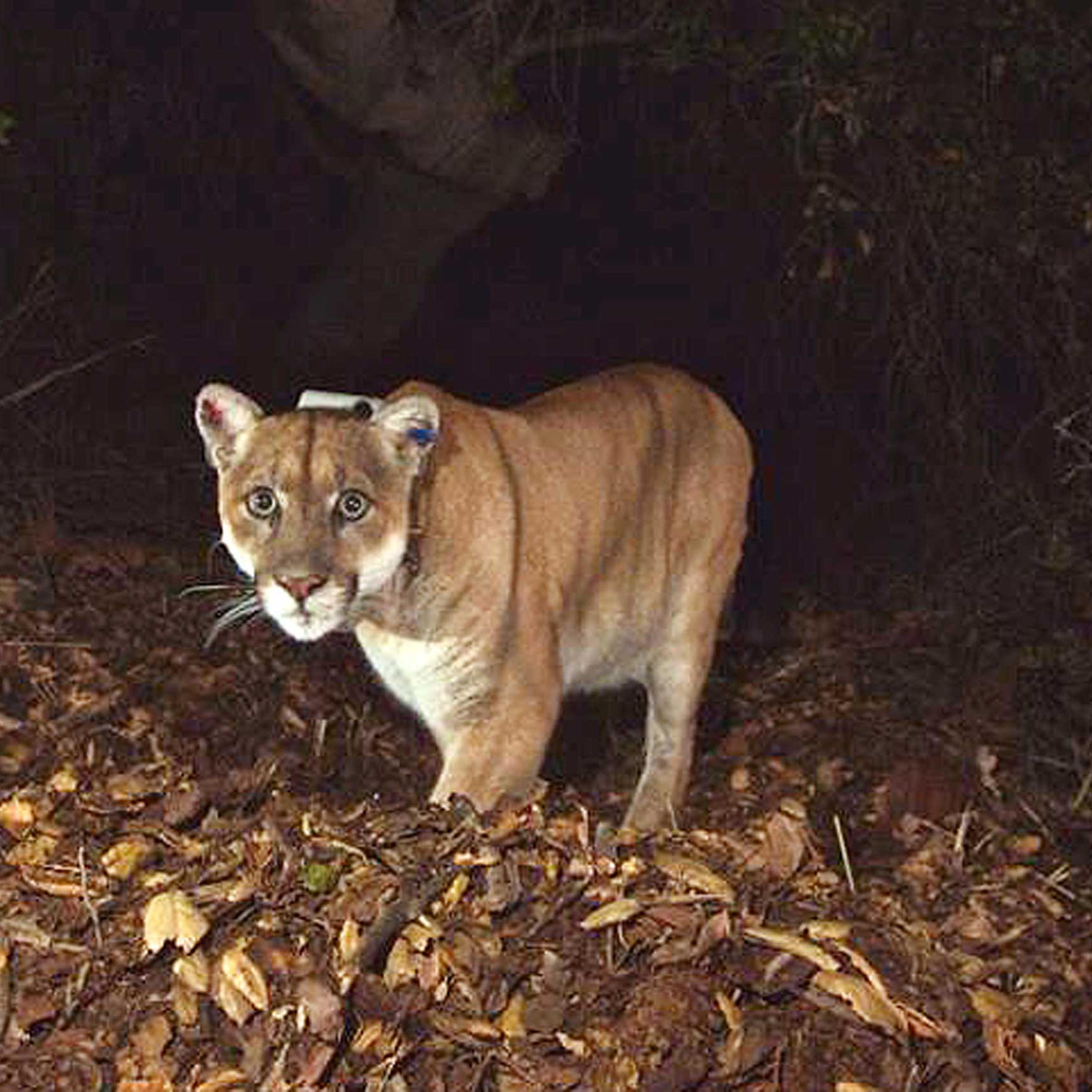 This Nov. 2014 photo provided by the National Park Service shows the mountain lion known as P-22, the mountain lion living in Los Angeles' Griffith Park.