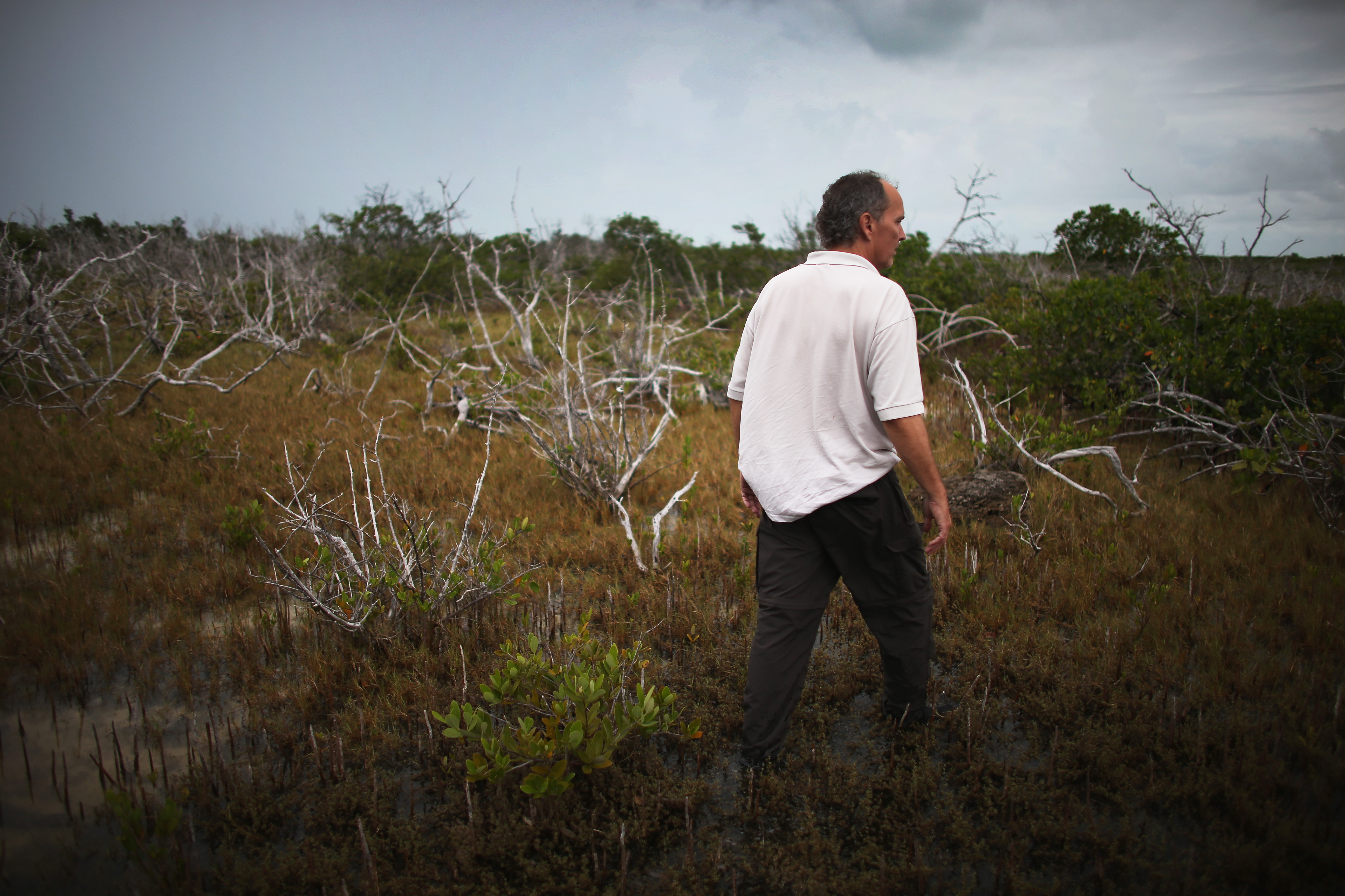 Climate Change Impacts South Florida Ecosystems