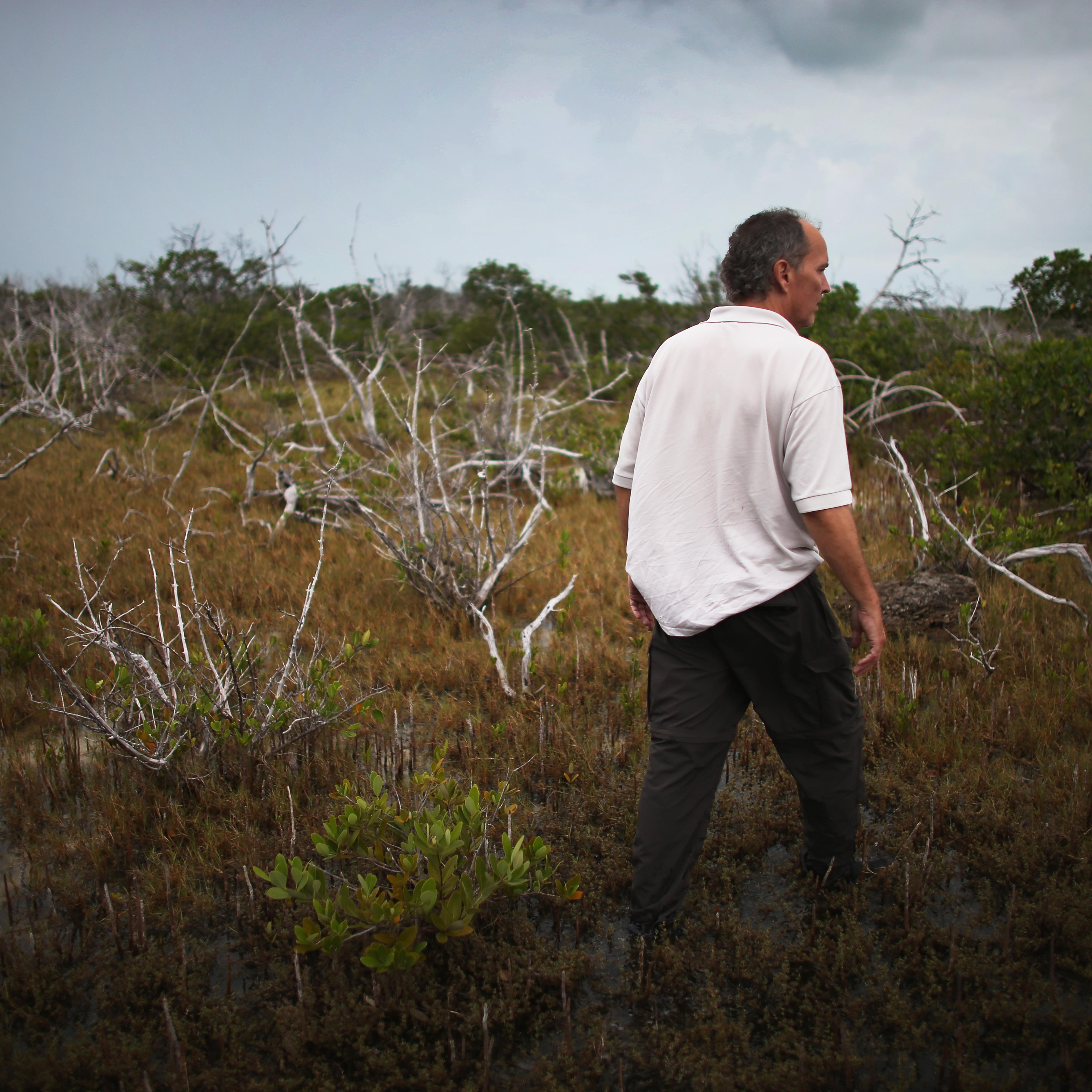 Climate Change Impacts South Florida Ecosystems