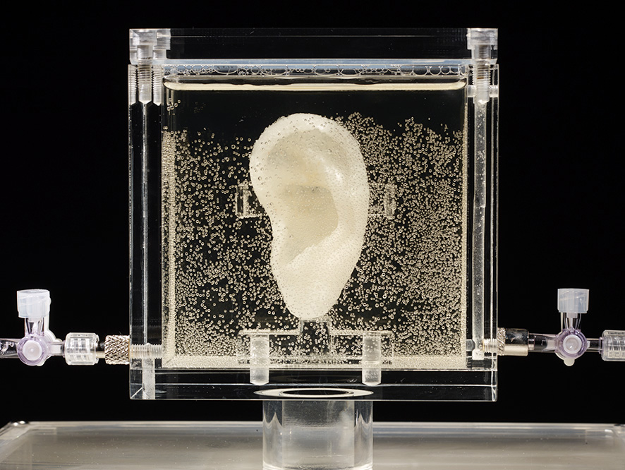 Germany Van Gogh's Ear