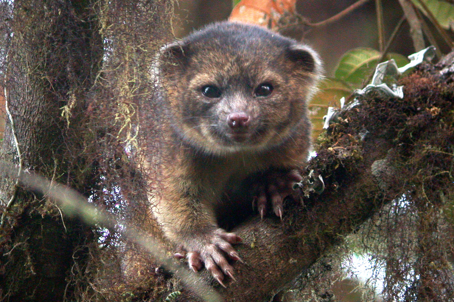 Olinguito, Bassaricyon neblina