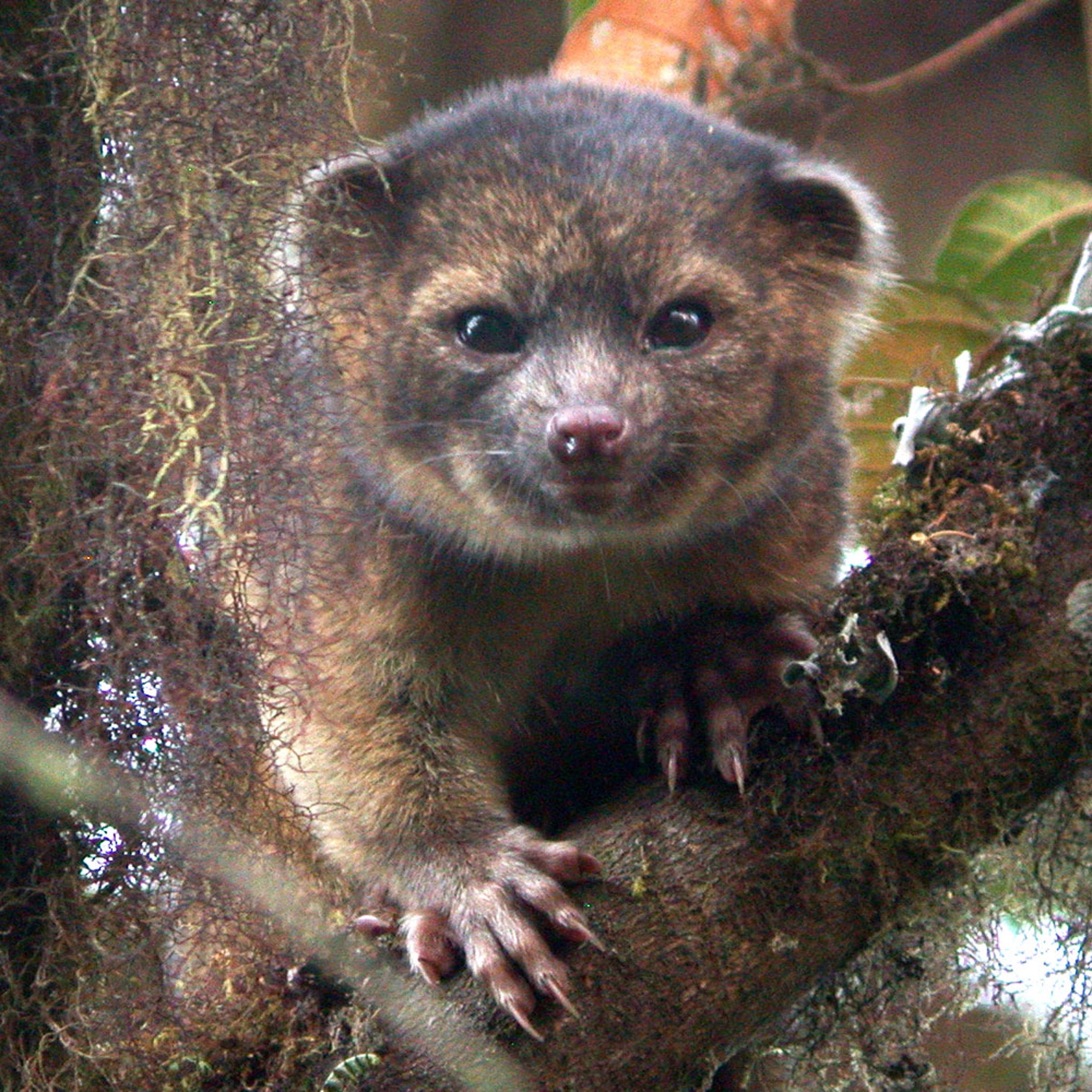 Olinguito, Bassaricyon neblina