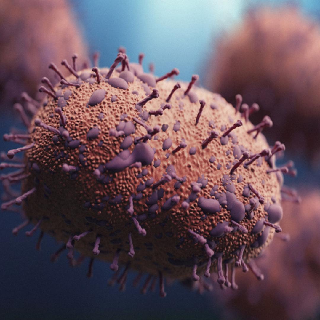 Structure of the h1n1 swine flu virus isolated