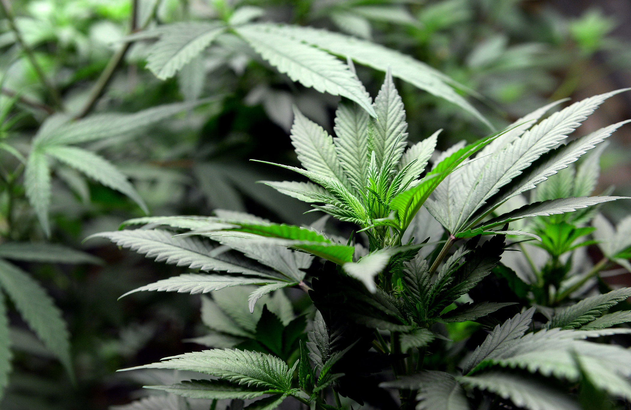 DENVER MARIJUANA TOUR HOSTED BY MY 420 TOURS