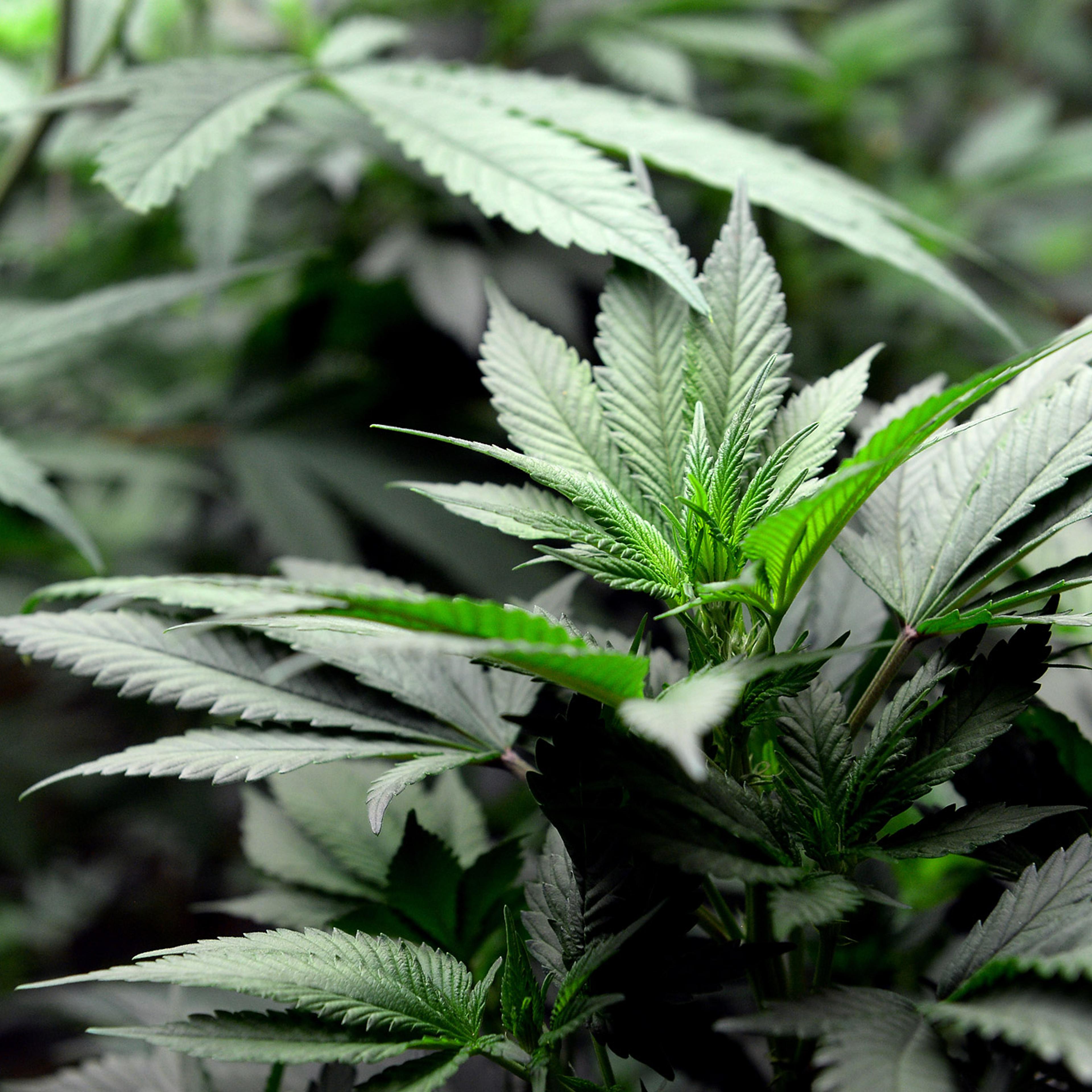 DENVER MARIJUANA TOUR HOSTED BY MY 420 TOURS