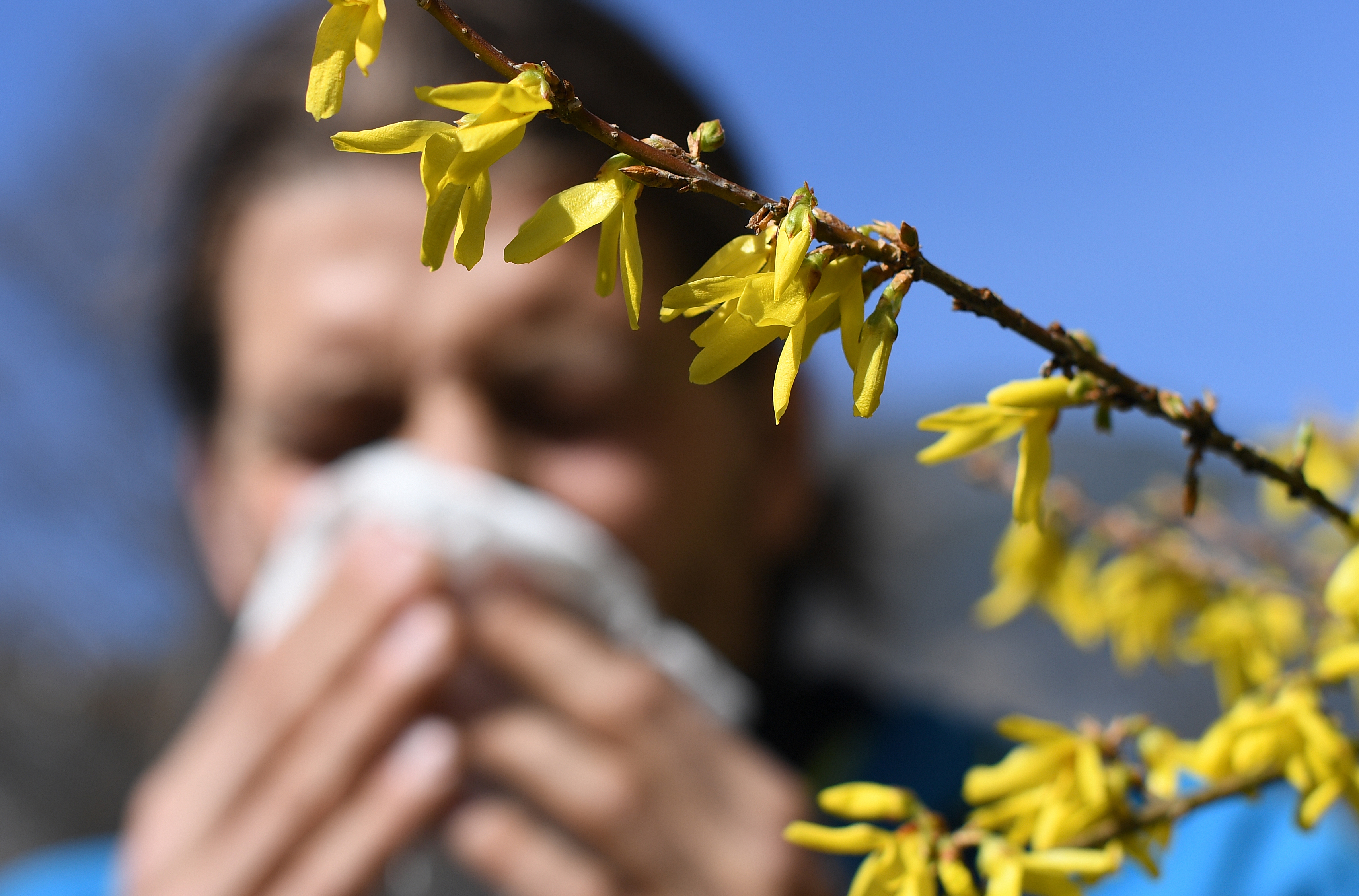 Pollen allergy