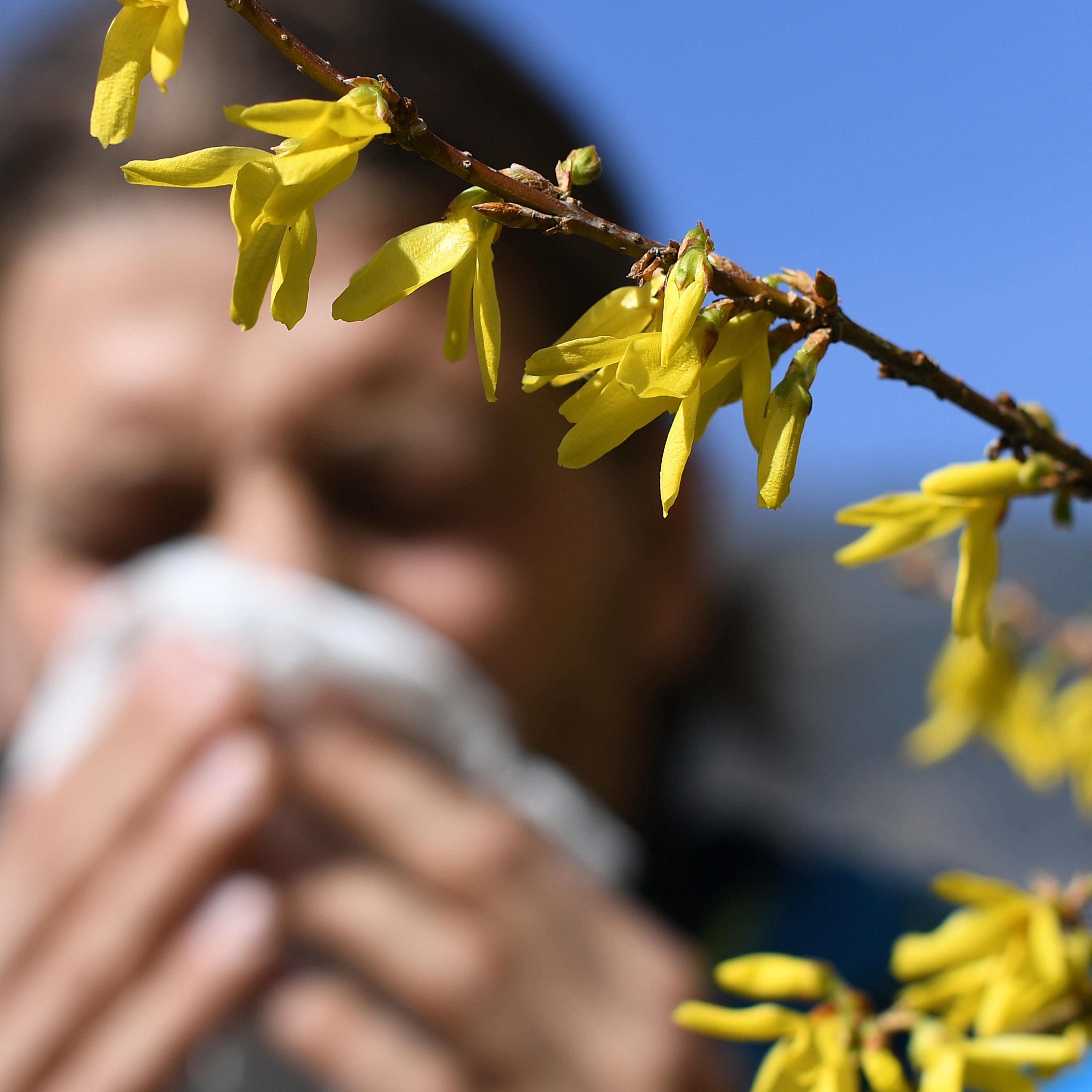 Pollen allergy