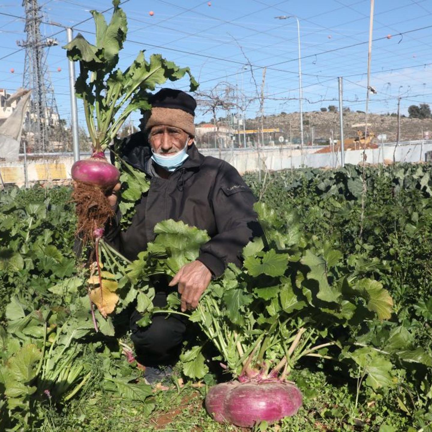 PALESTINIAN-ISRAEL-CONFLICT-AGRICULTURE
