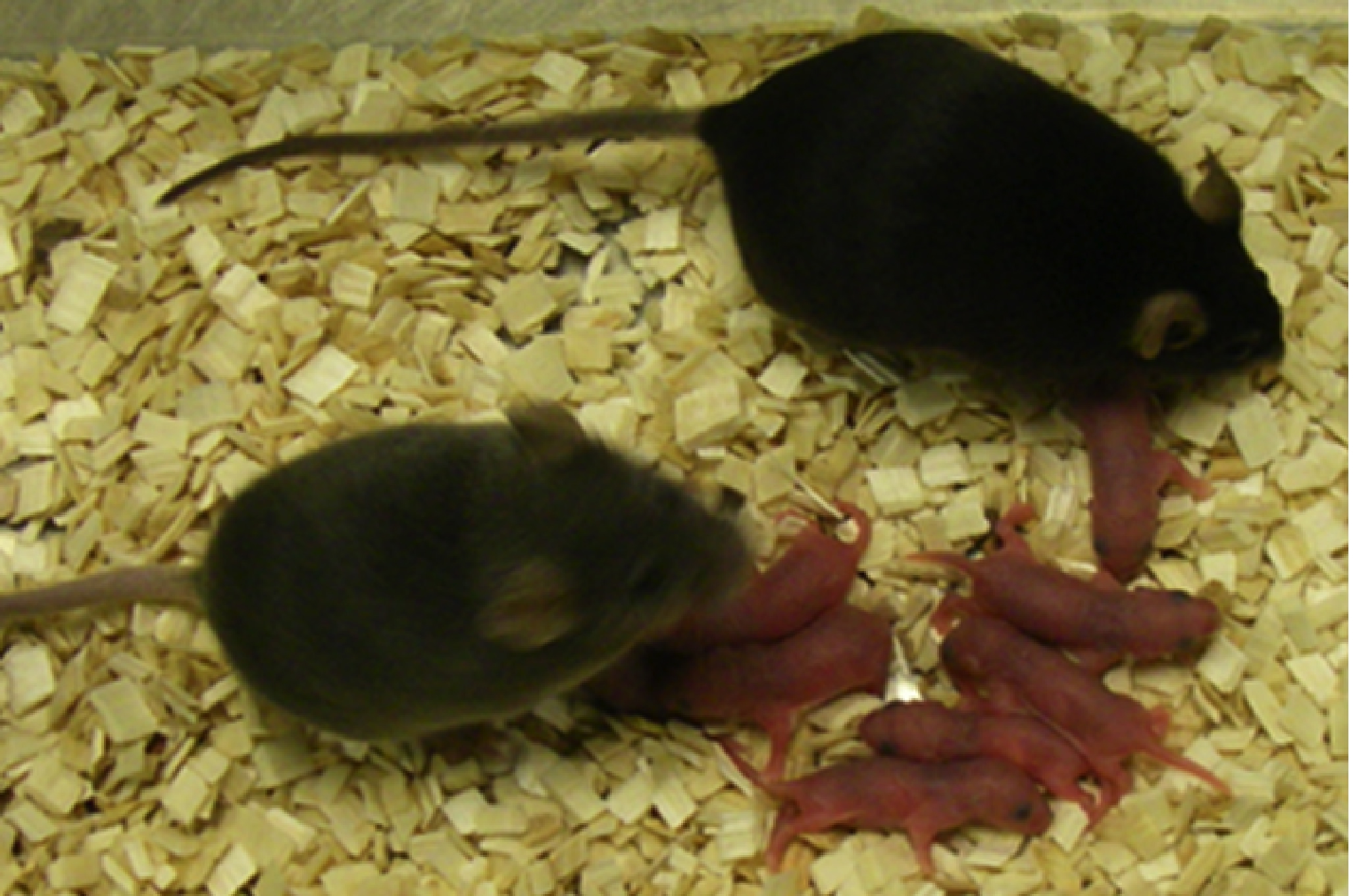 Two mice born after being fertilized as embryos, with their own next generation pups
