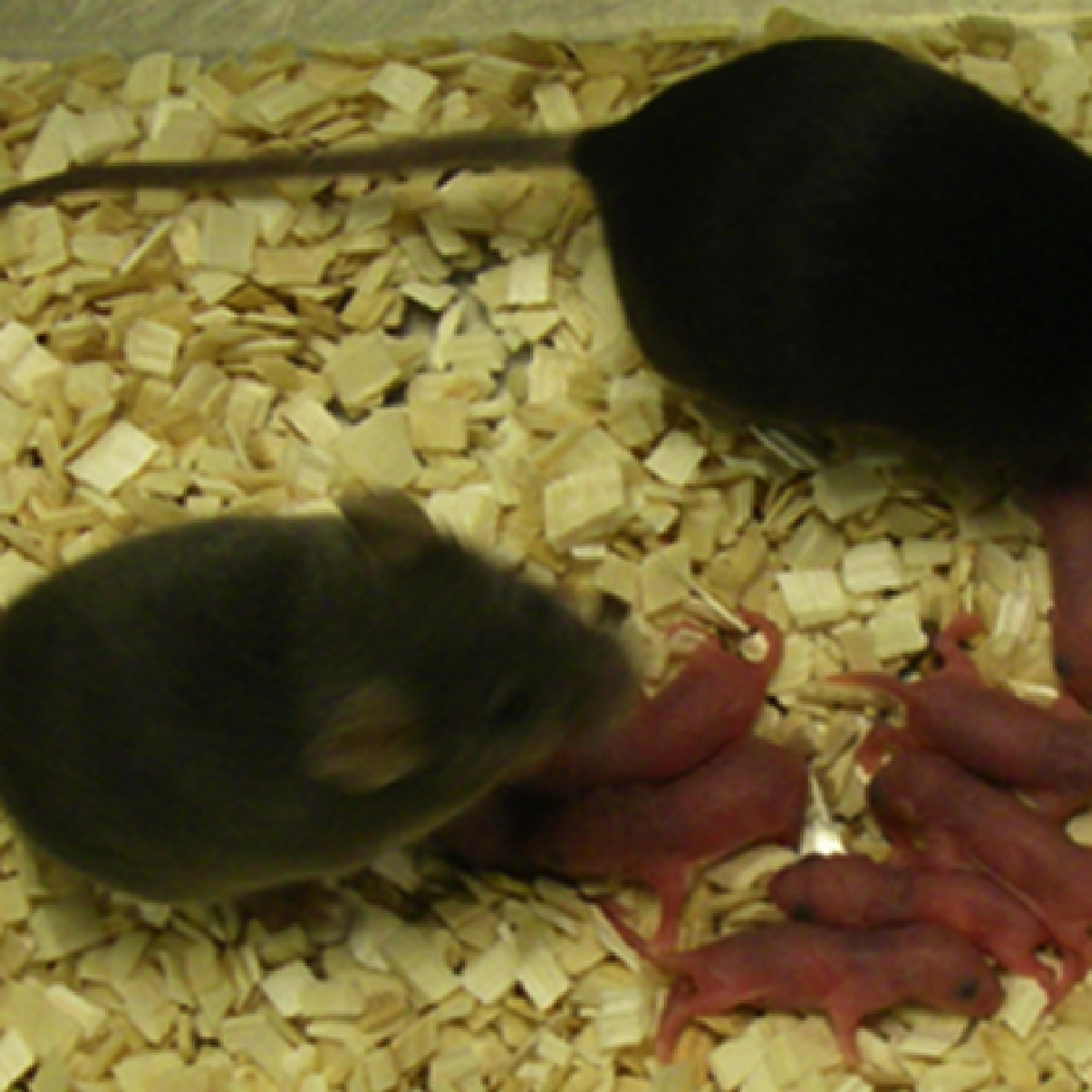 Two mice born after being fertilized as embryos, with their own next generation pups