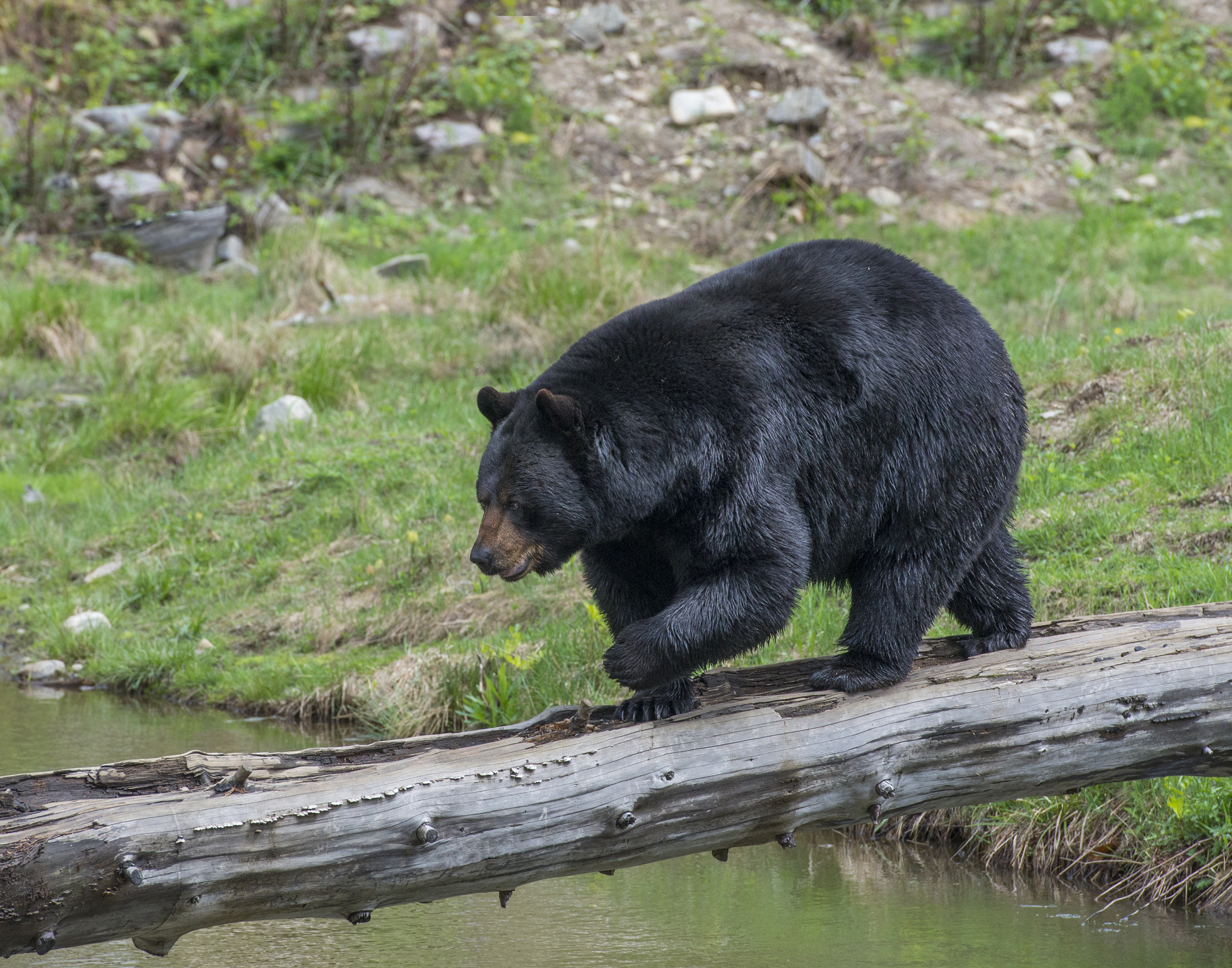 Black bear crossing