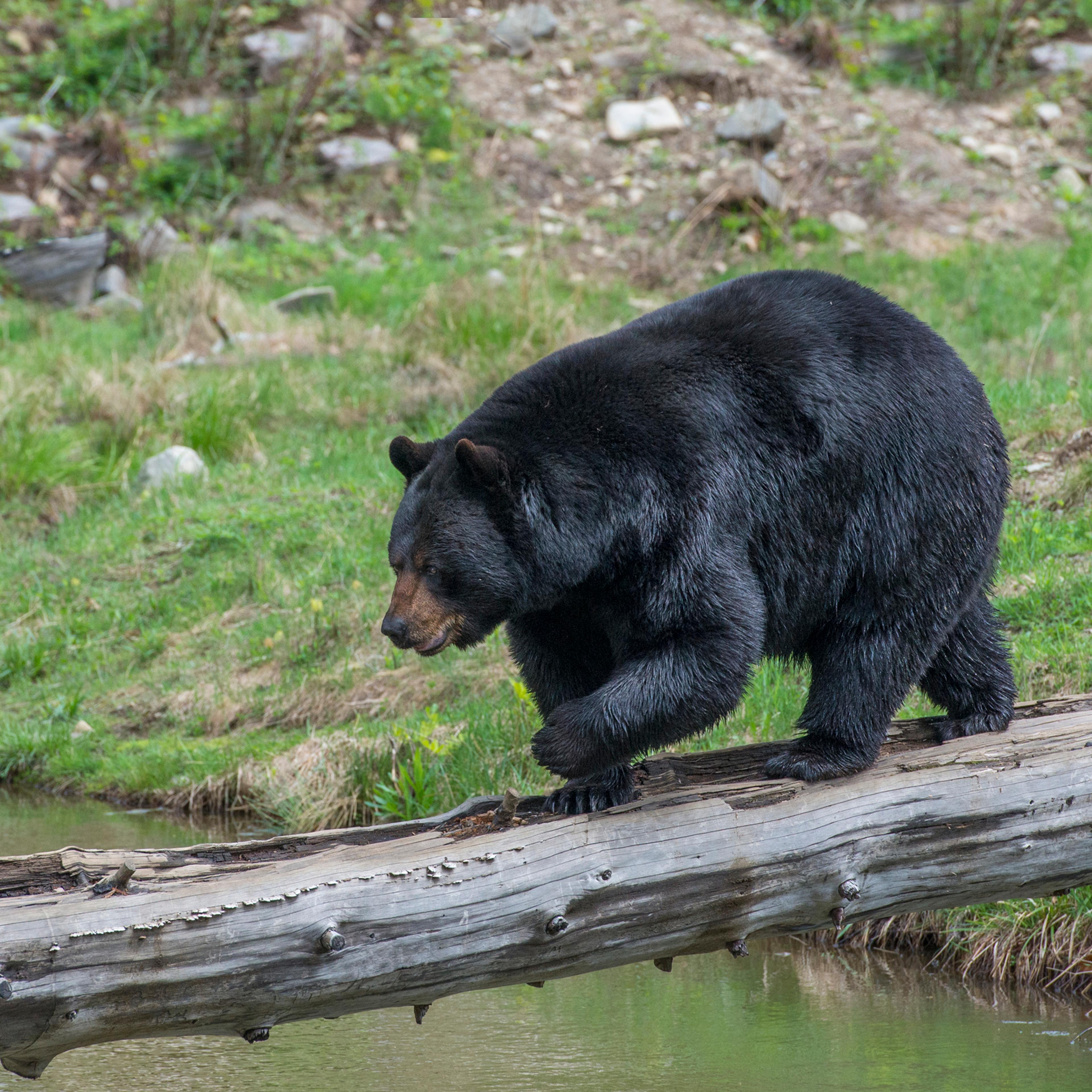 Black bear crossing