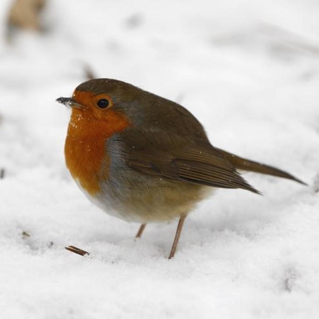 A Robin stands in the snow in Bramall Park in Manchester