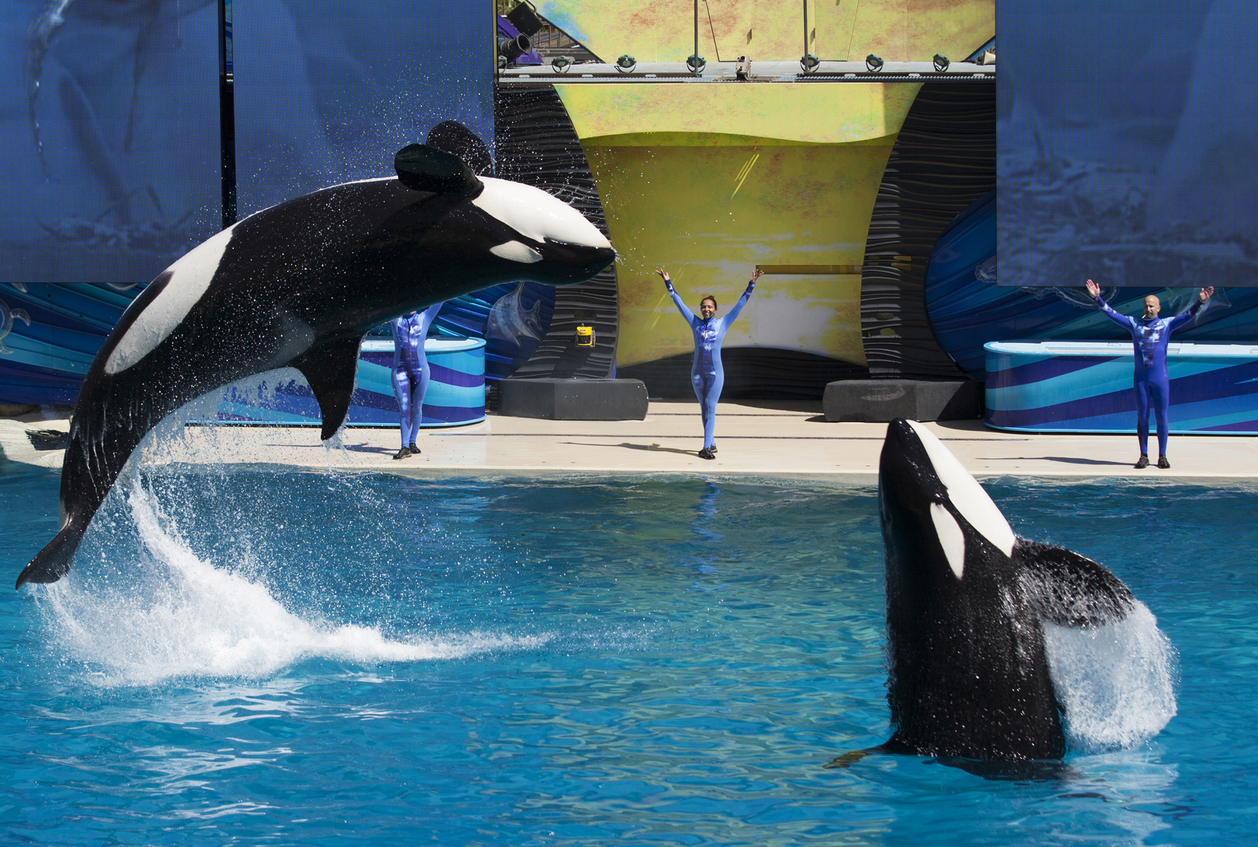 Trainers have killer whales perform for the crowd during a show at SeaWorld in San Diego, California, on March 19, 2014.