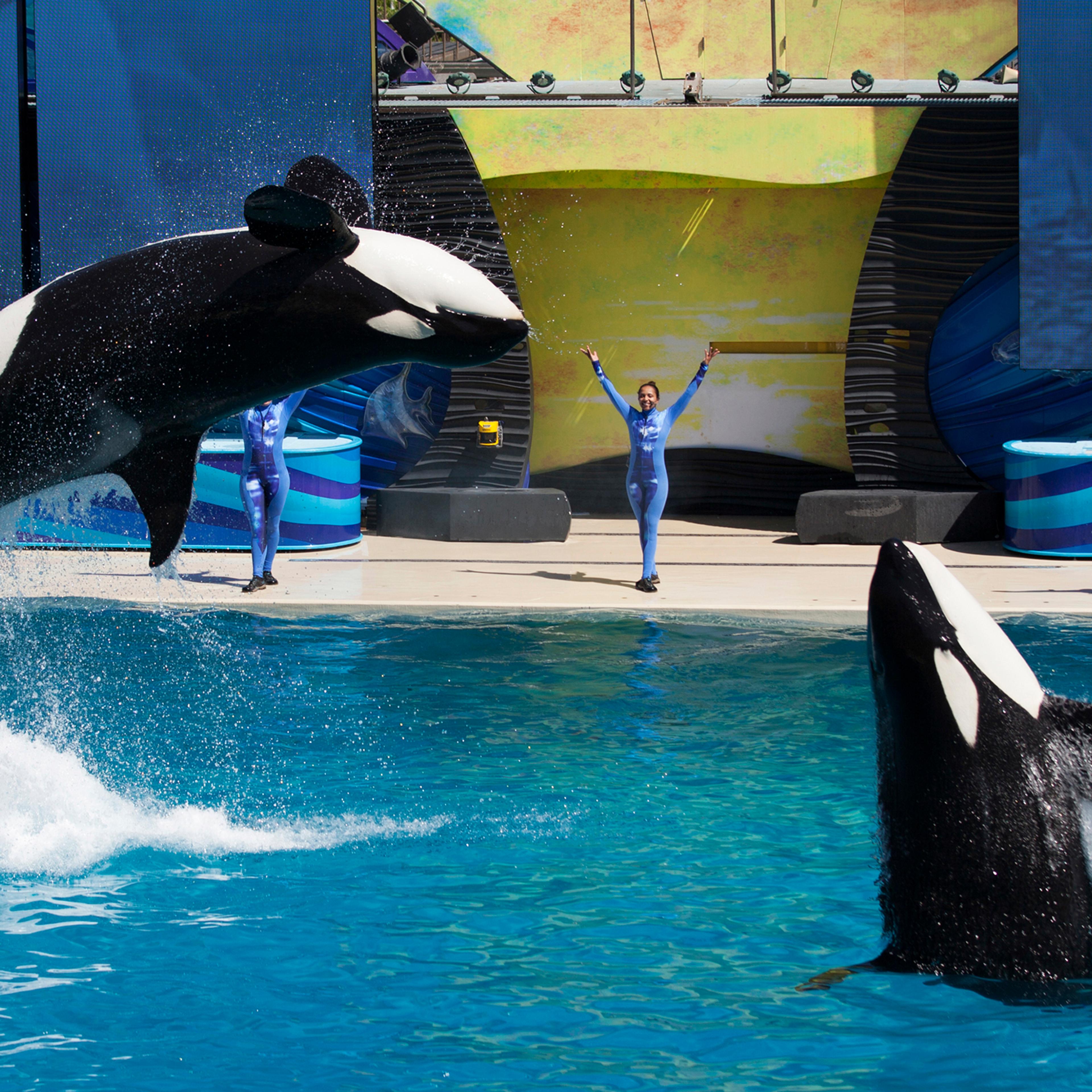 Trainers have killer whales perform for the crowd during a show at SeaWorld in San Diego, California, on March 19, 2014.