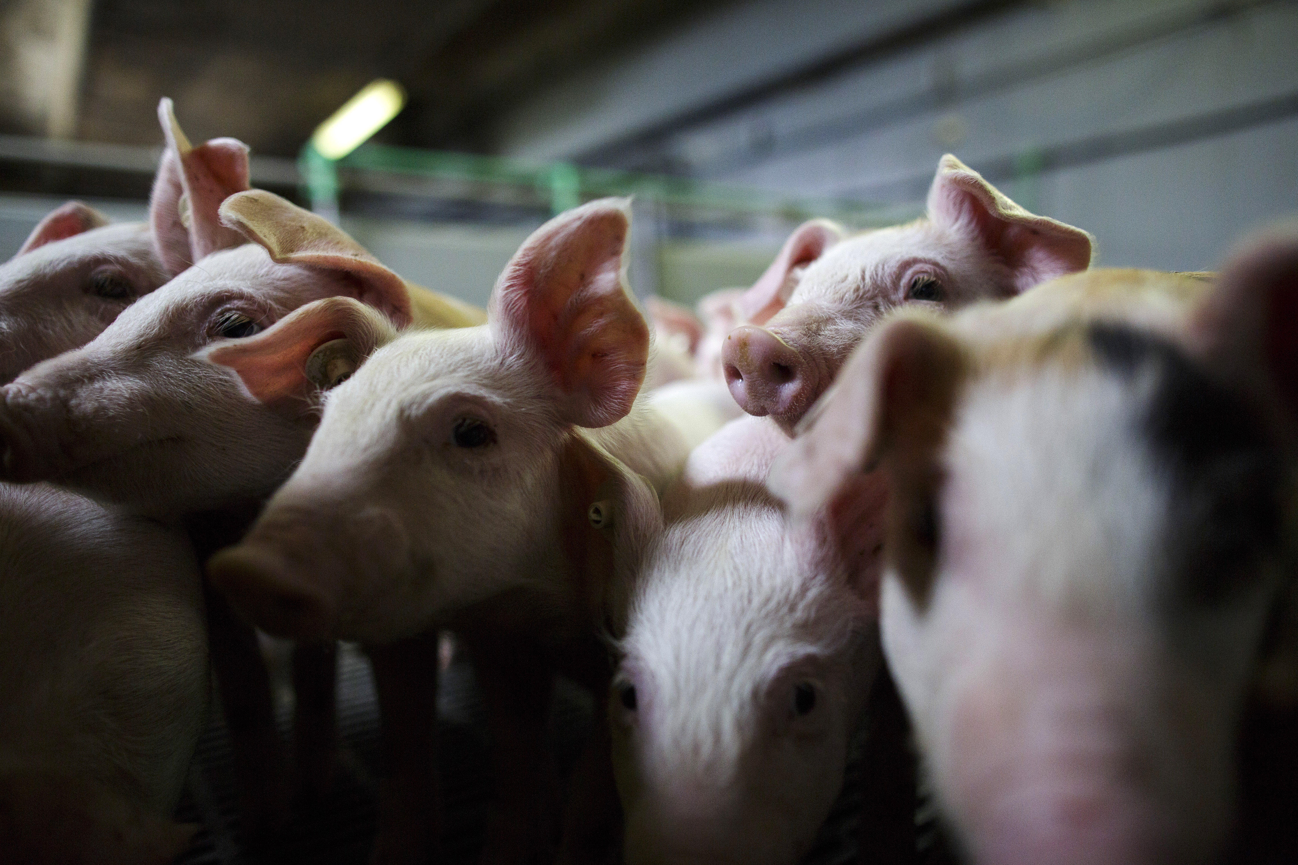 German Hog Farmers Competitive In British Market