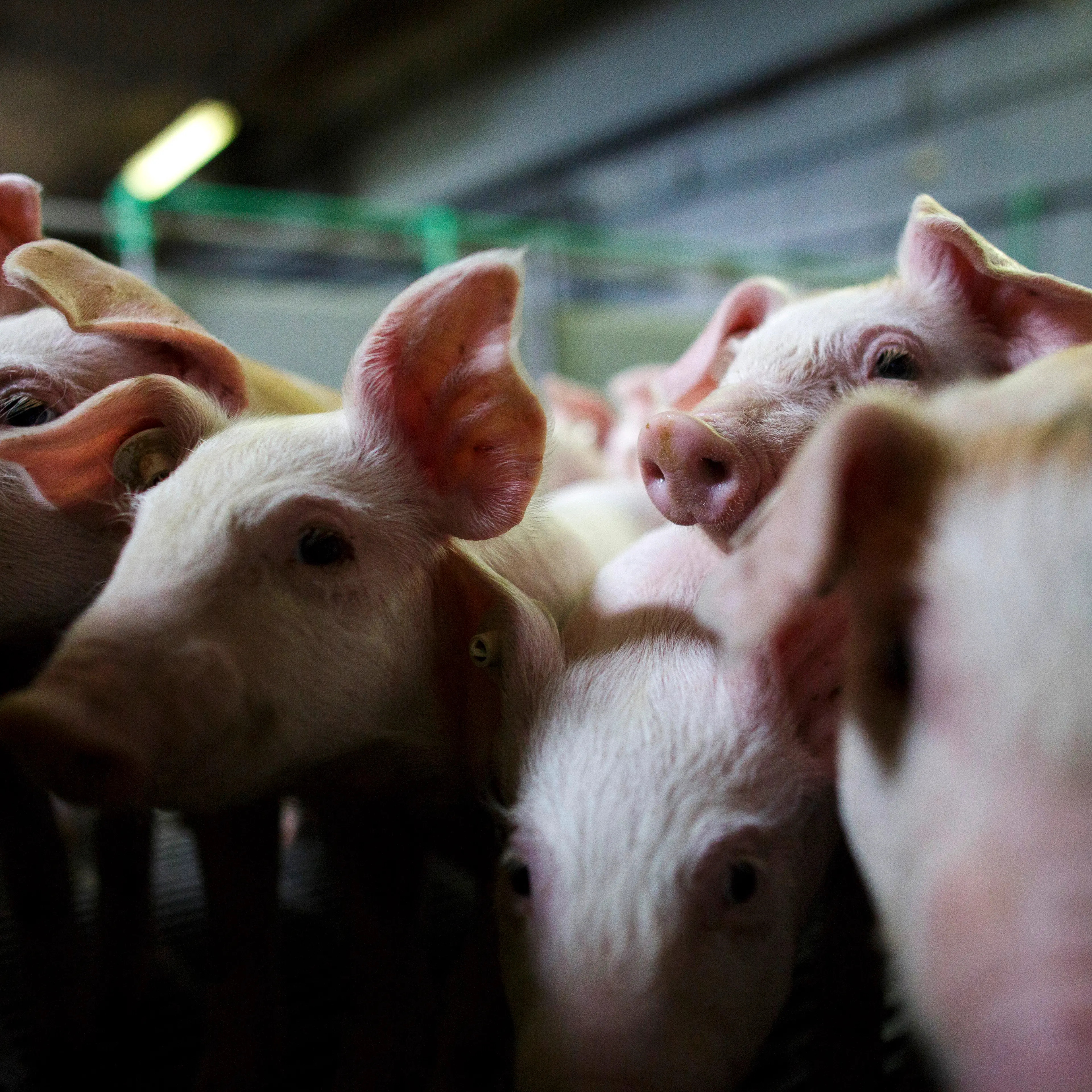 German Hog Farmers Competitive In British Market