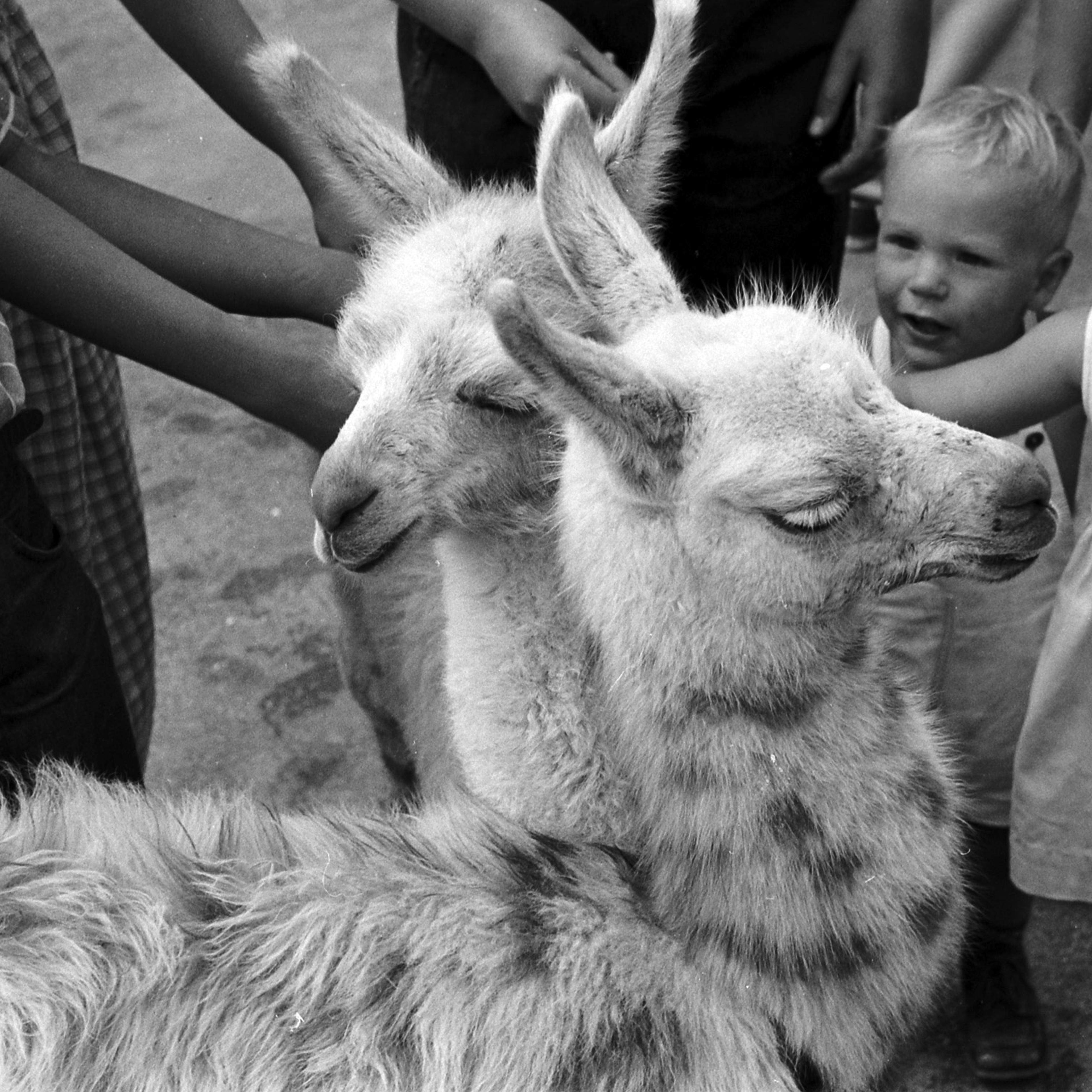 Baby llamas at the Brookfield Children's Zoo in Chicago, 1953.
