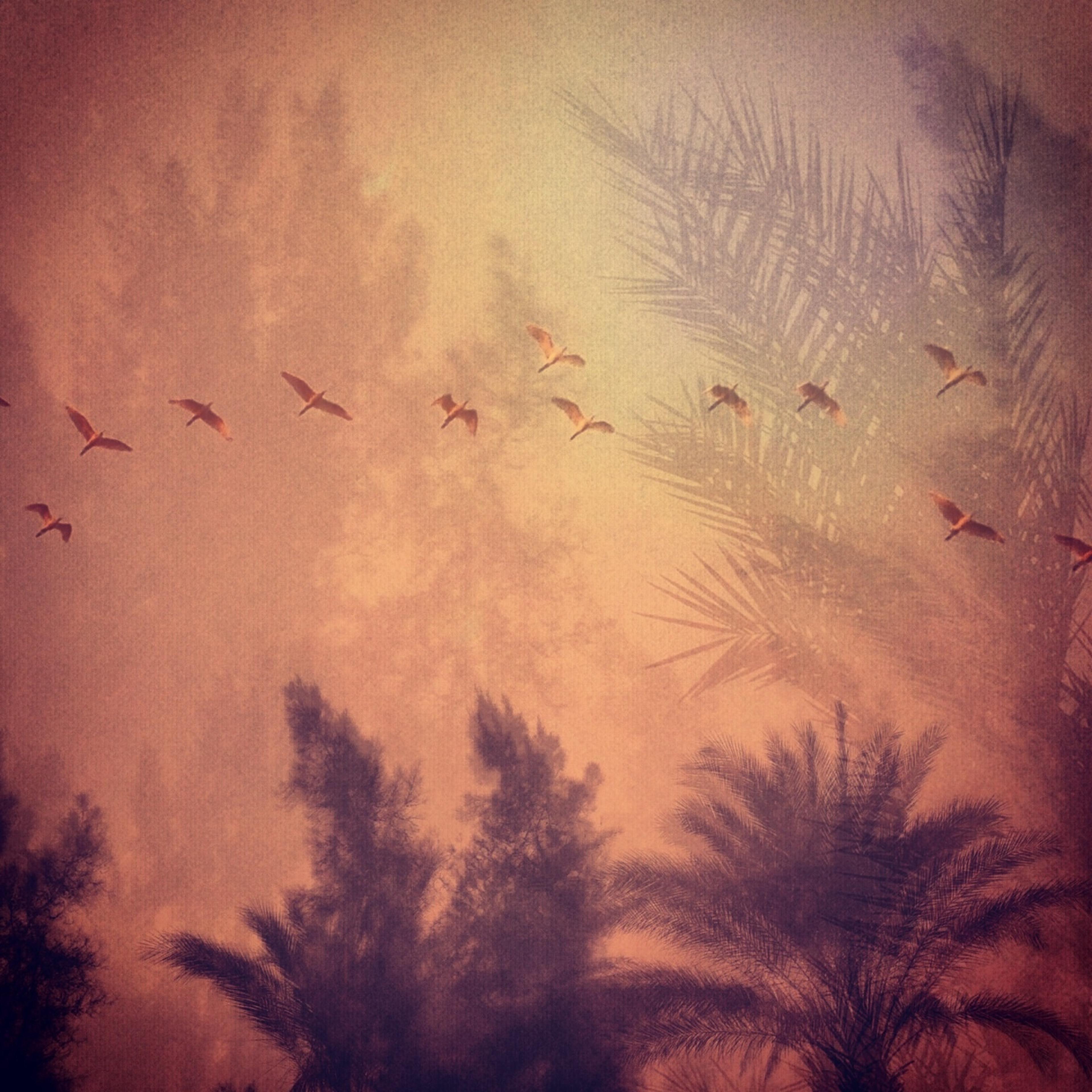On the last day of this year, I looked out my window to find dark clouds full of fear. Then a row of winged beauties circled the sky .. high. As I watched them fly, I silently bid the yearÕs memories goodbye and made room for new ones to come by - Cairo,