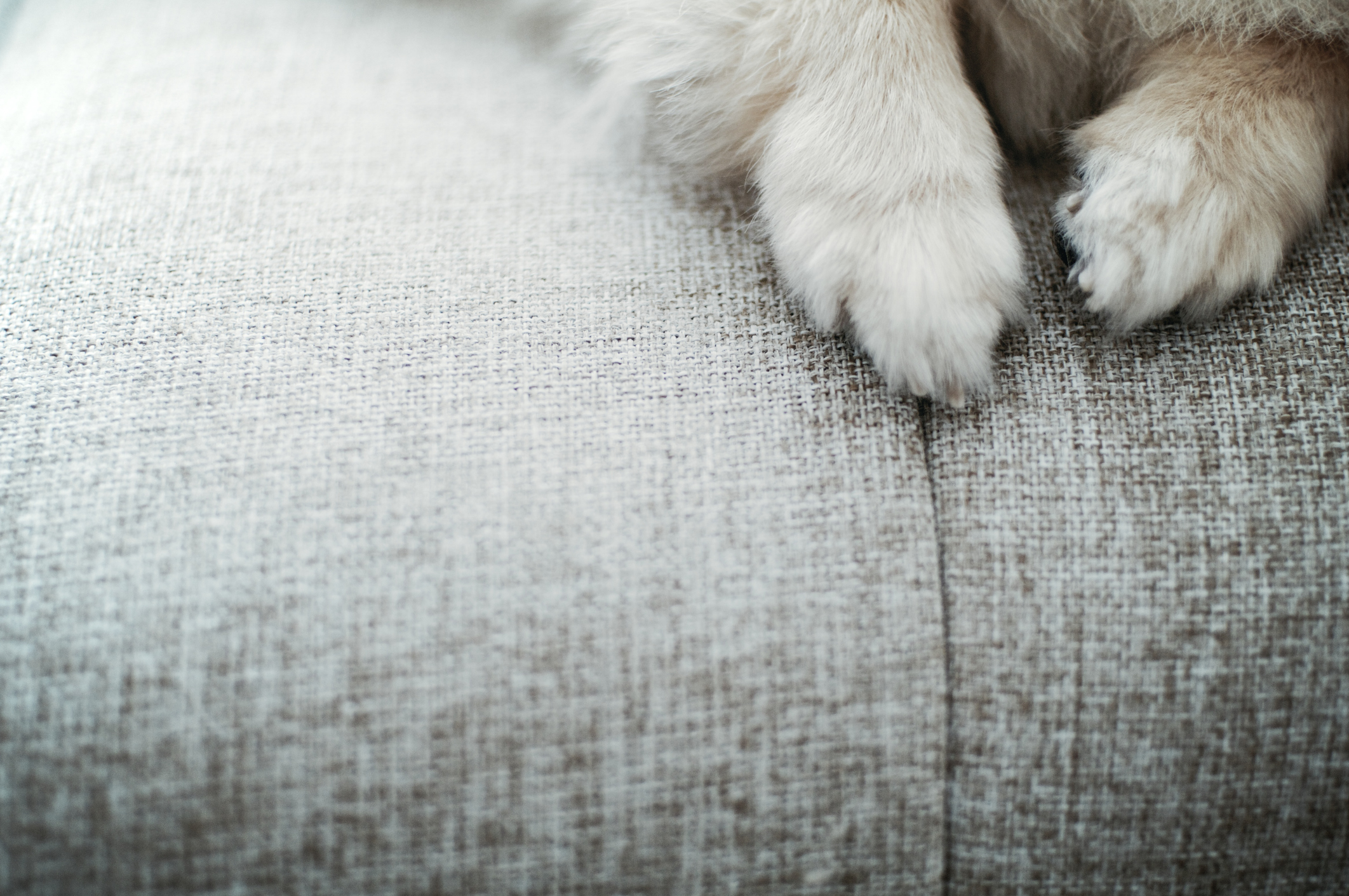 Pomeranian foot
