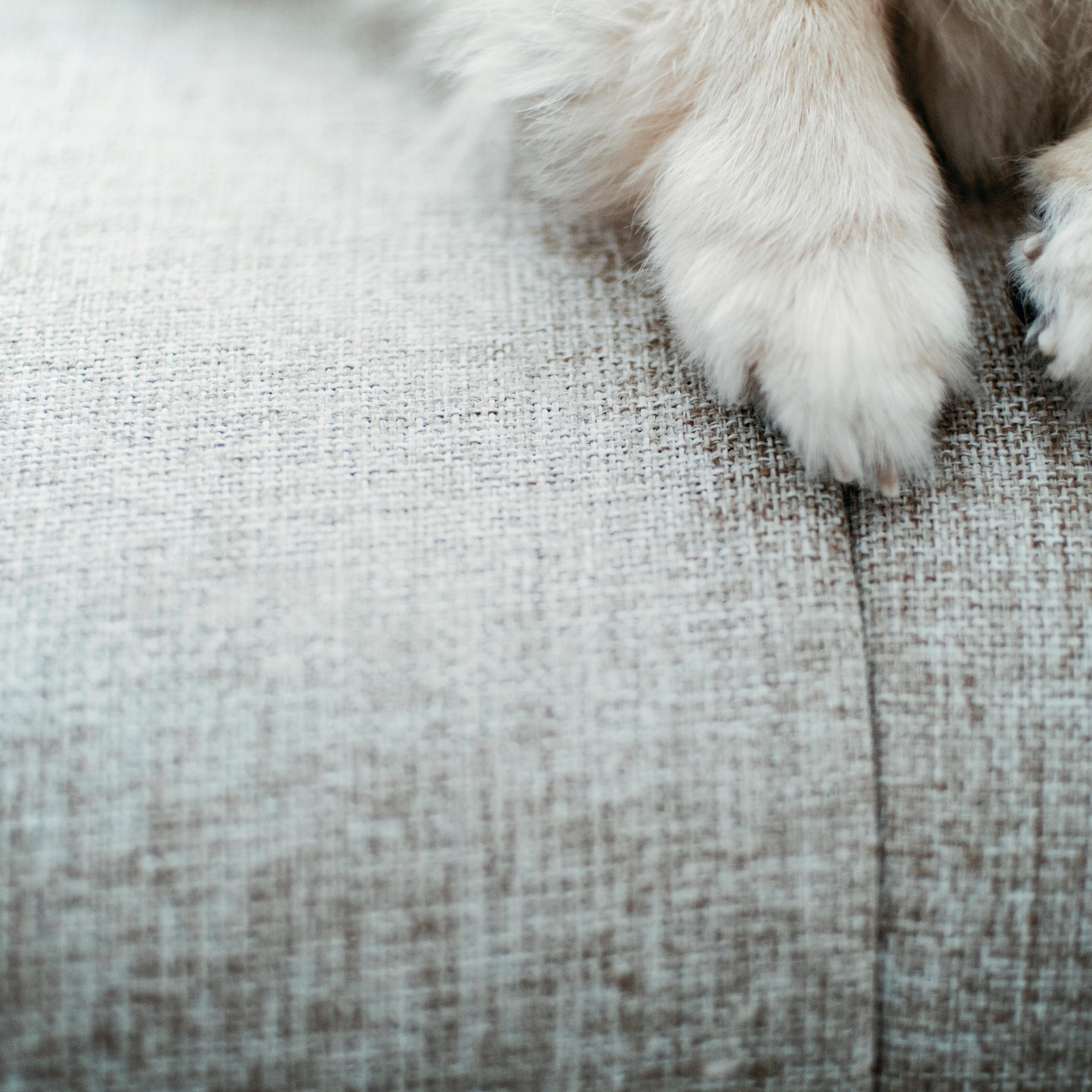 Pomeranian foot