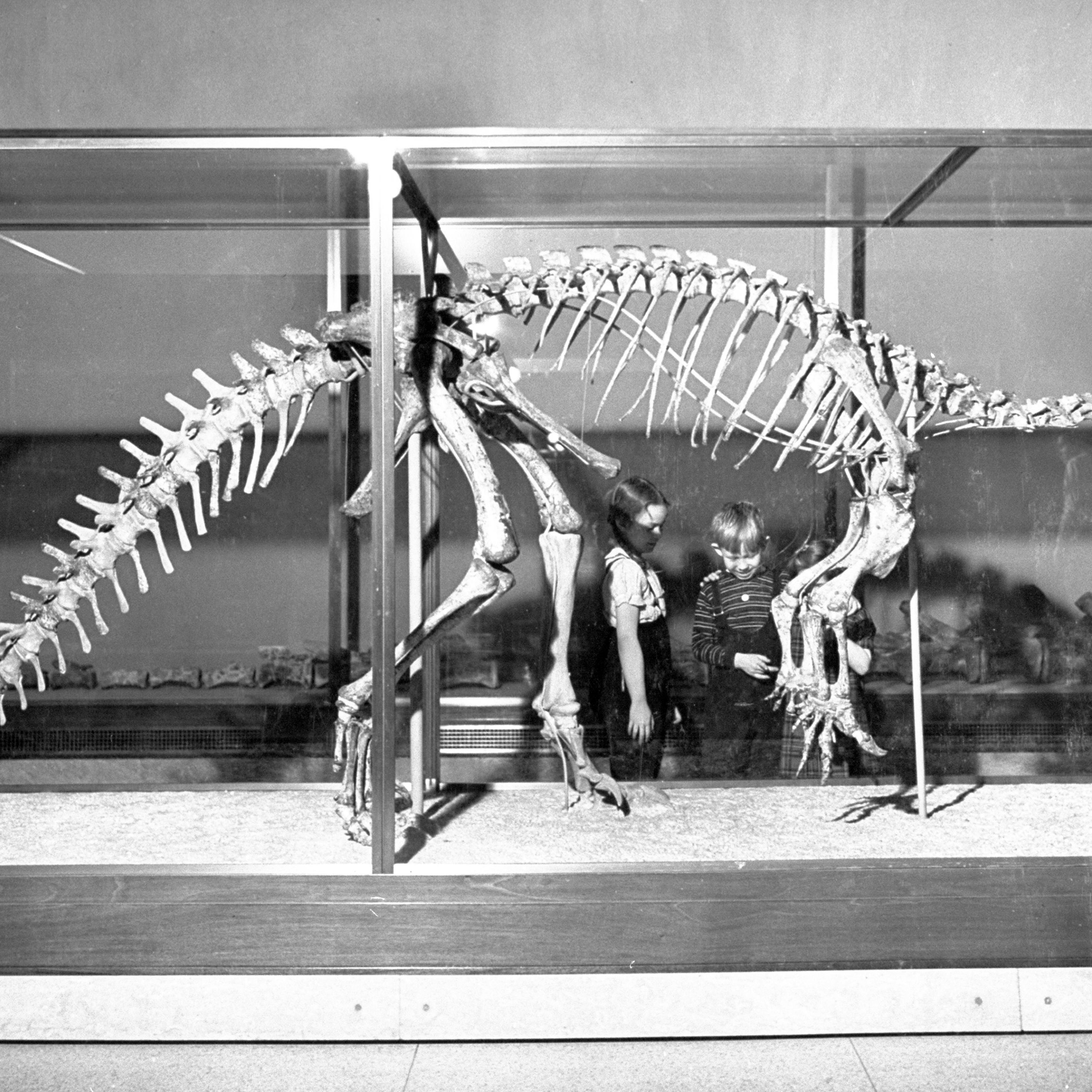 This well-preserved Plateosaurus (oar lizard) was one of the earliest dinosaurs. It stood on its hind legs, had front legs which were terminated by powerful talons.