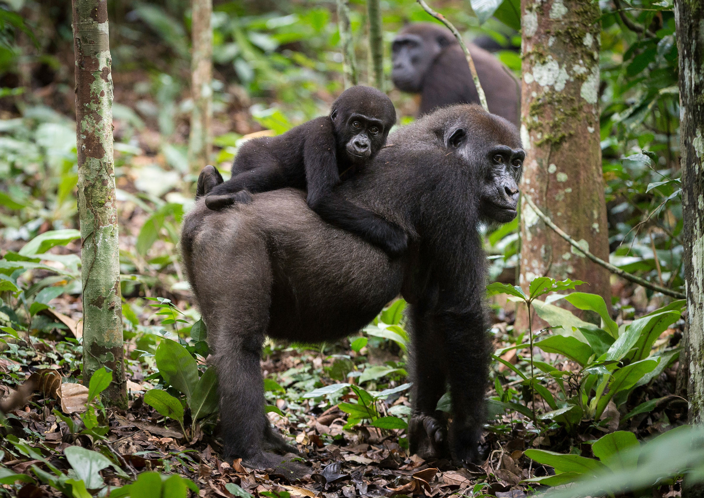 Kamba African Rainforest Experiences: World’s Greatest Places 2024