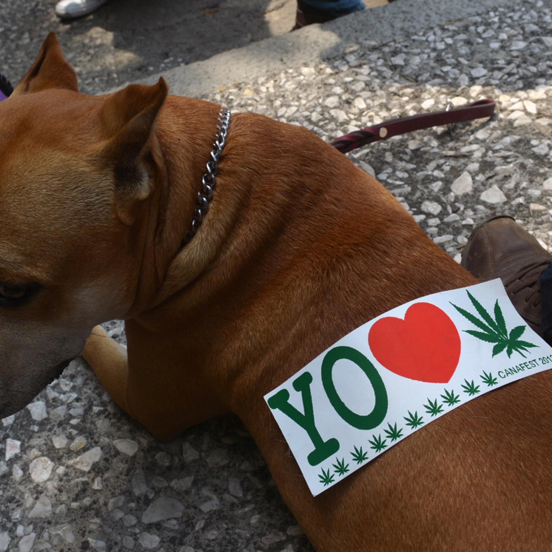 A sticker is seen on a dog's back during